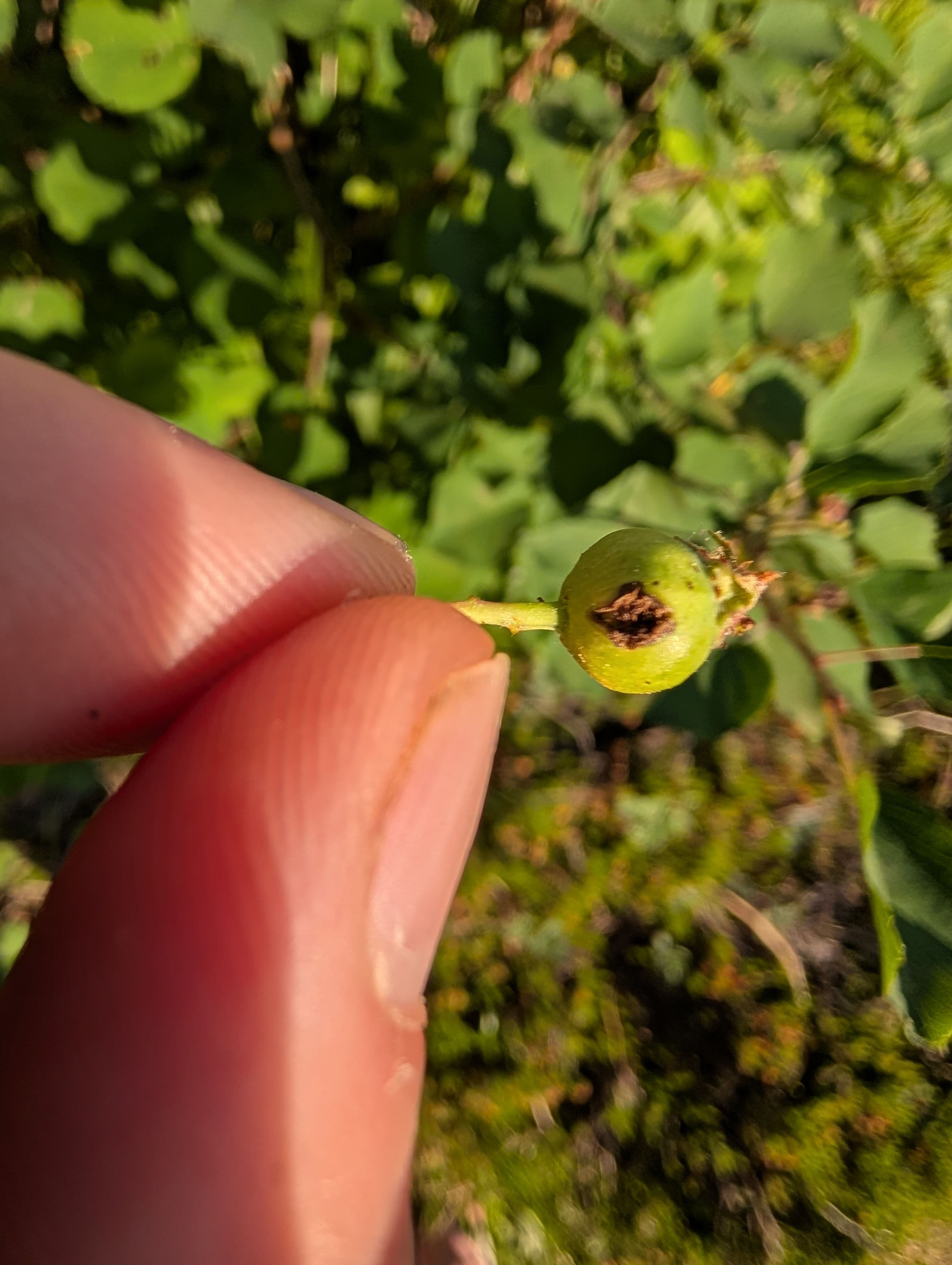 Maybe the currant maggot? Somebody is poking holes in these guys