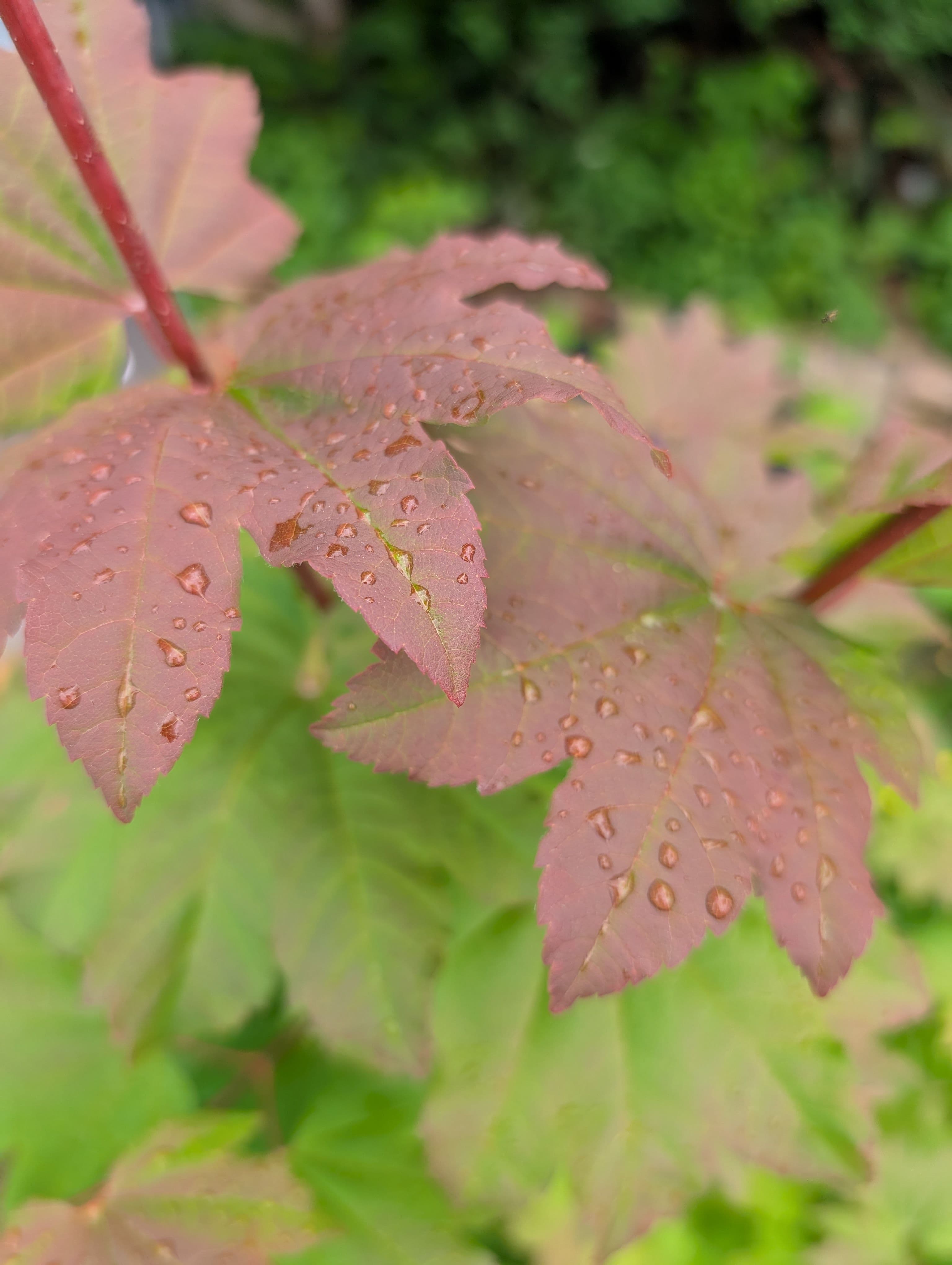 Sun touched upper leafs gain a purple/red hue in summer
