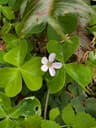 Redwood Sorrel