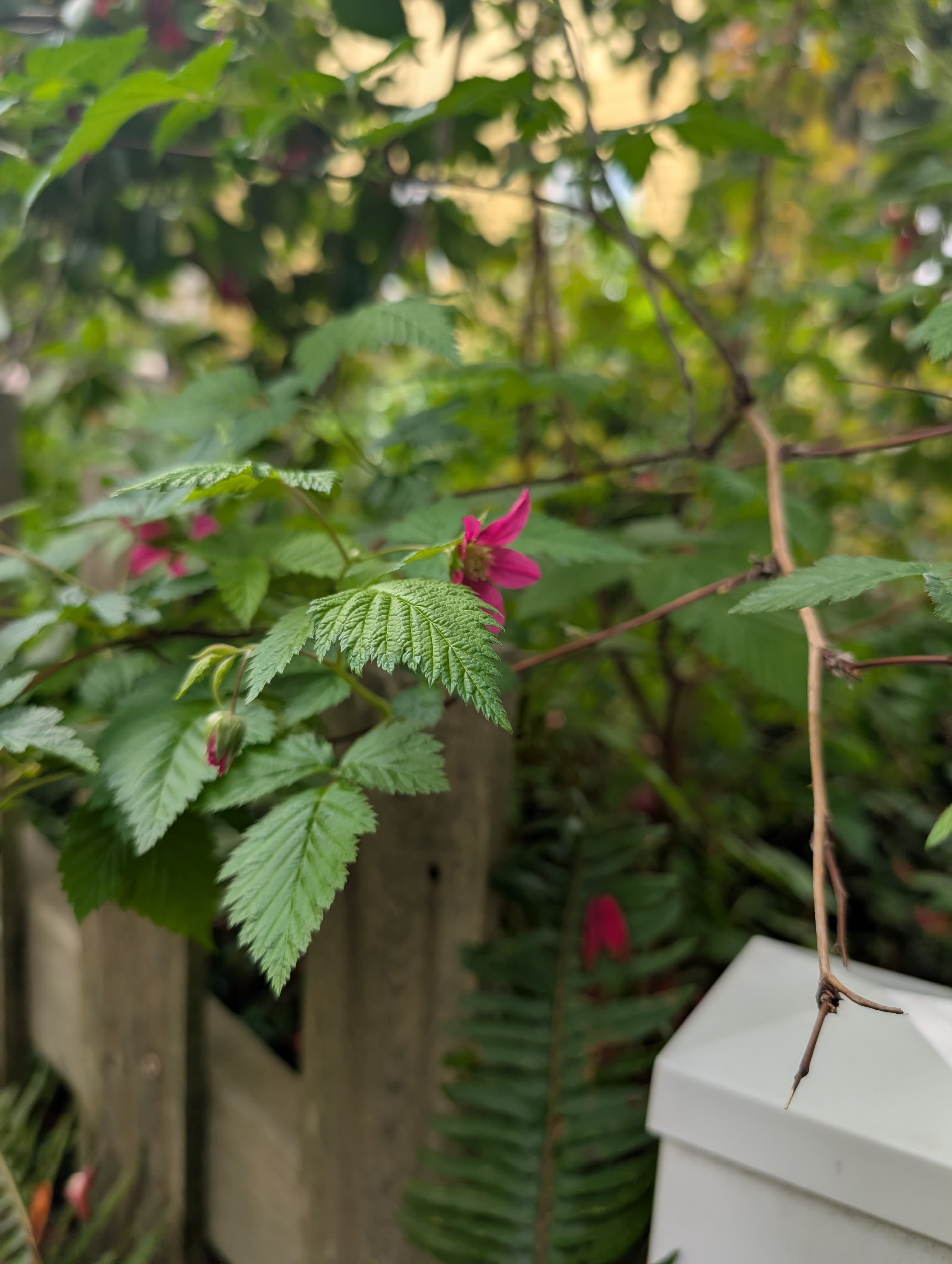 Journal photo 1