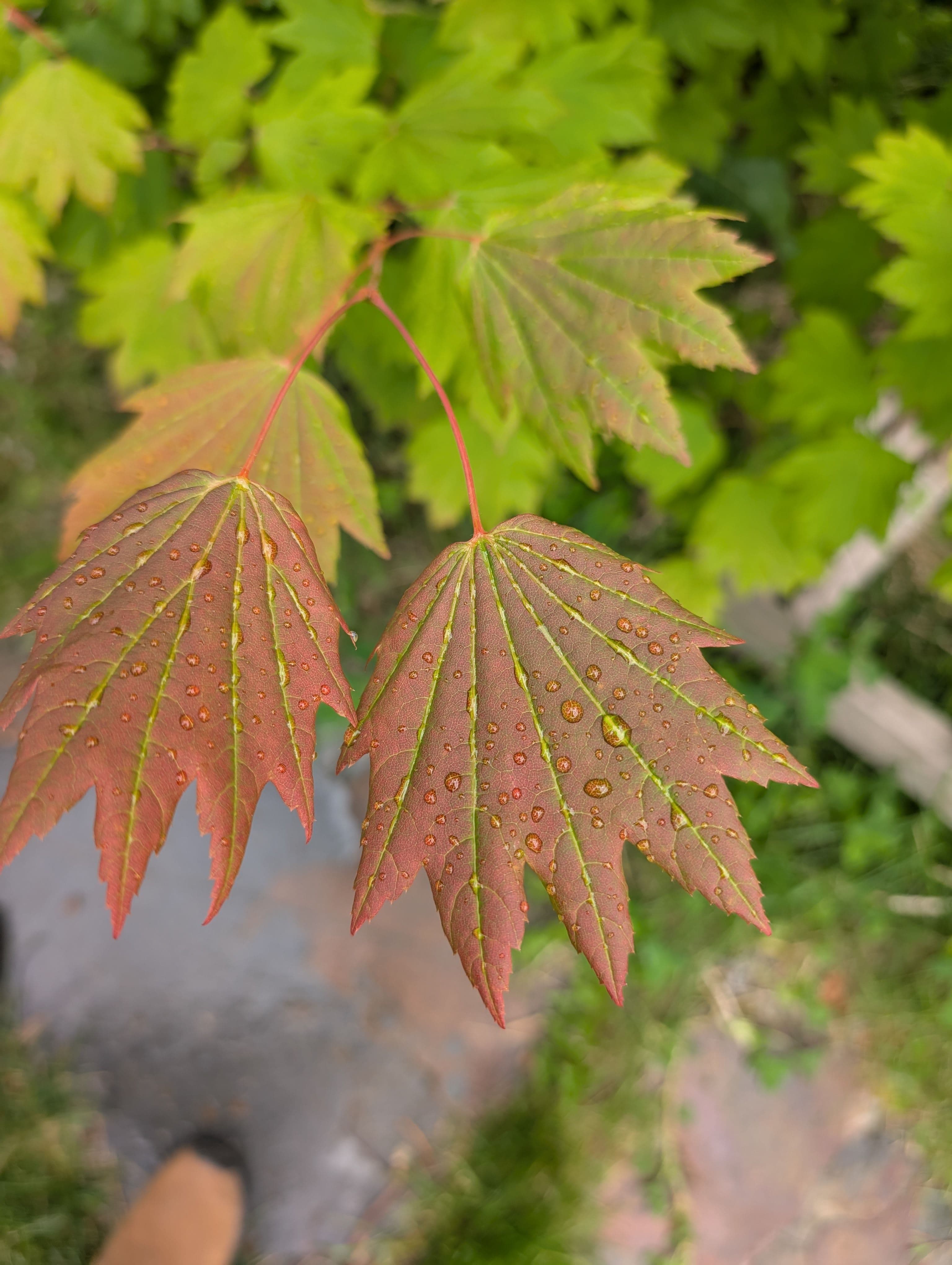 Sun touched upper leafs gain a purple/red hue in summer