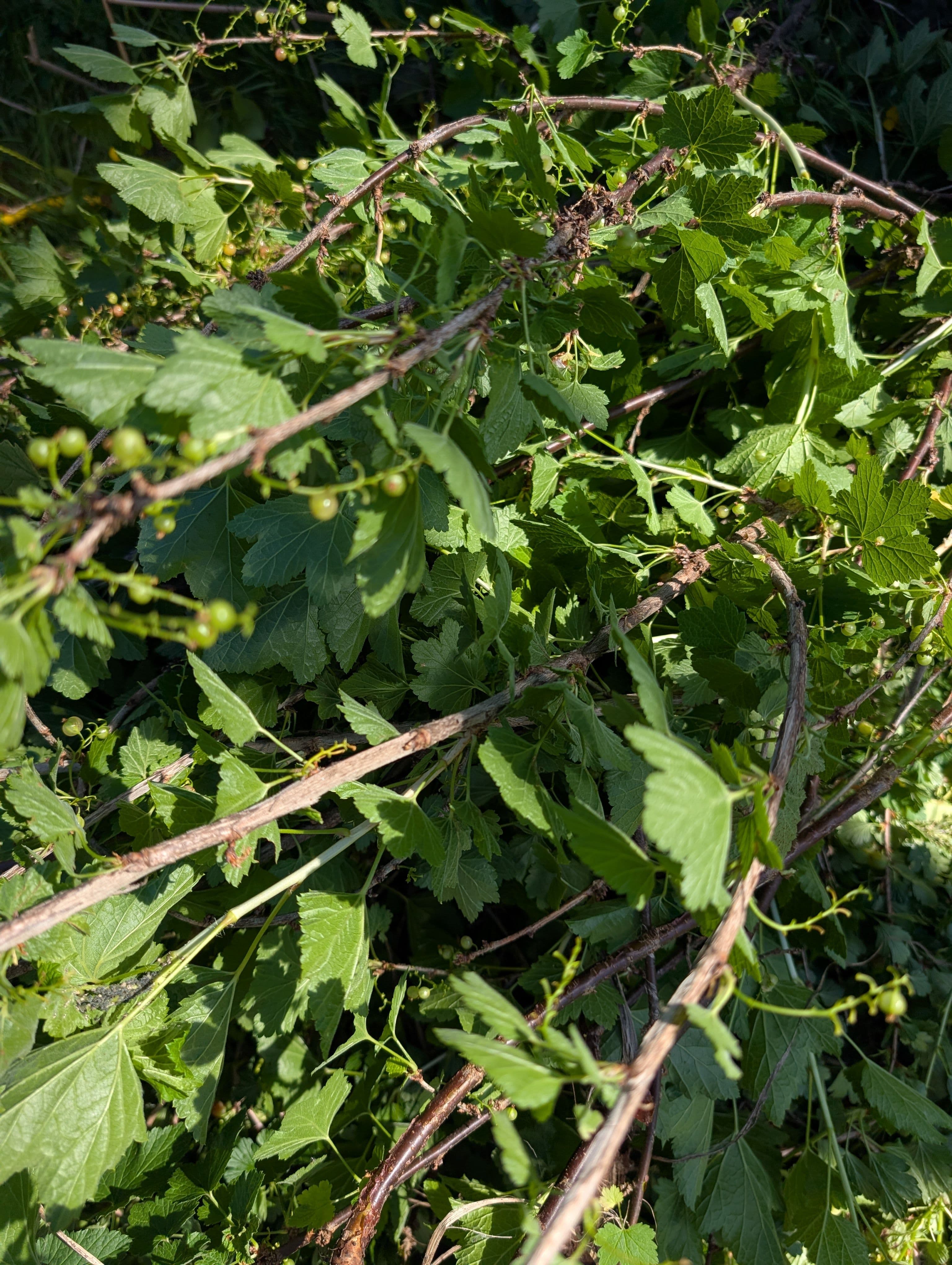Currant maggot was too much to handle, it's really good at ruining currants
