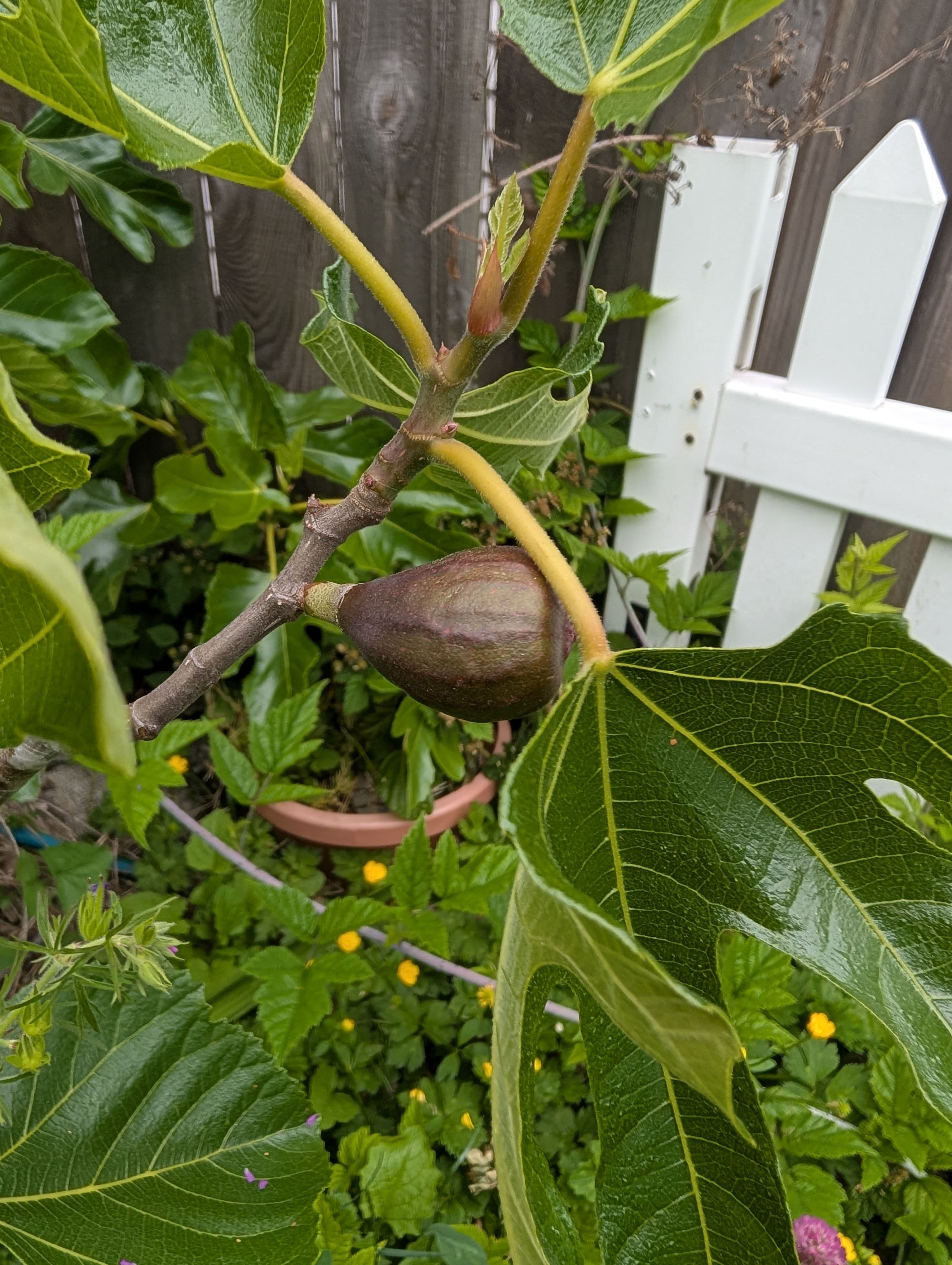 I have two VDB I grafted last year, of the figs I've grafted only VBD has produced fruit the next year after grafting. Two breba it seems to be holding on