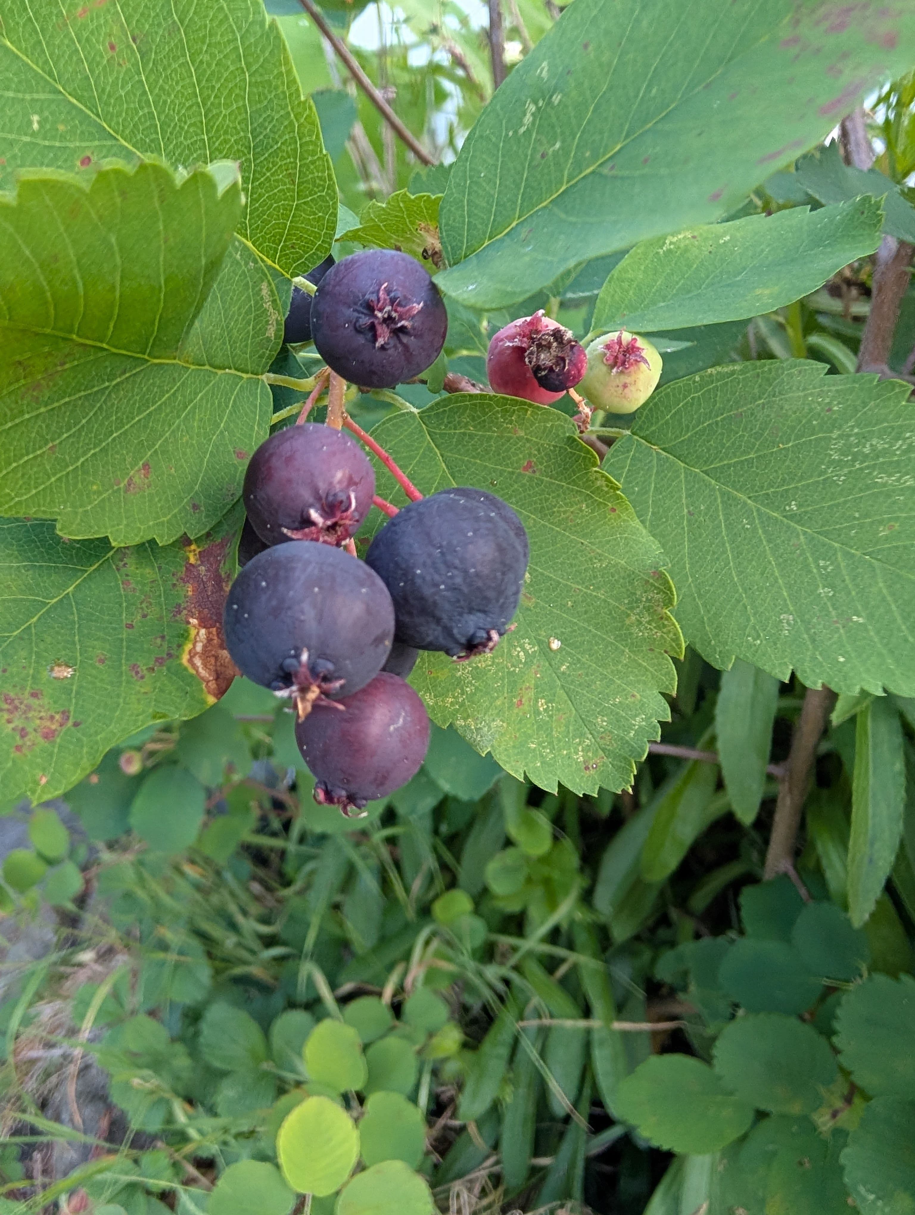 Super ripe, maybe too ripe, and quite a few berries, this one definitely seems to do better with rust than the other varieties around the area, a good tree. 