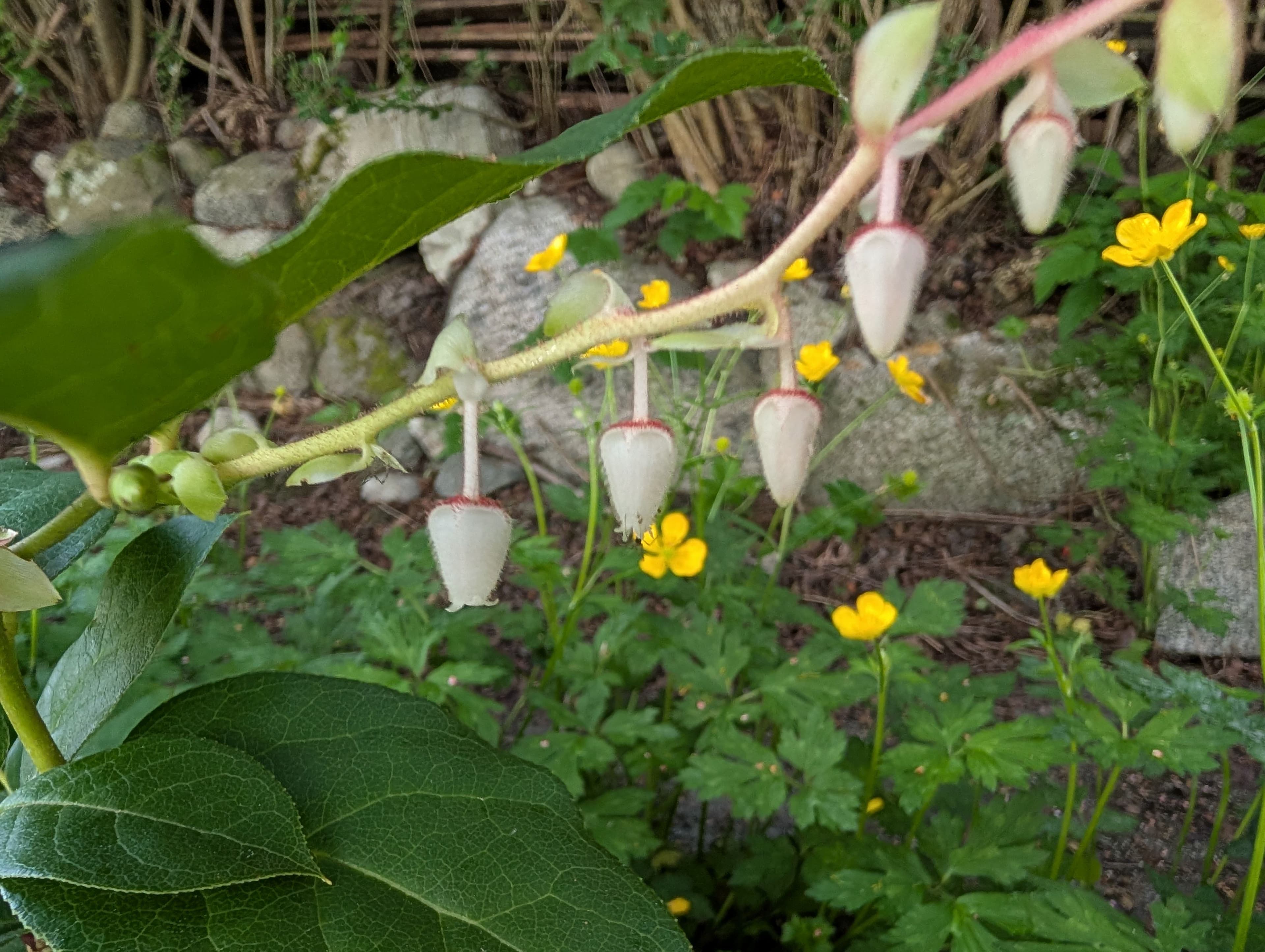 Salal