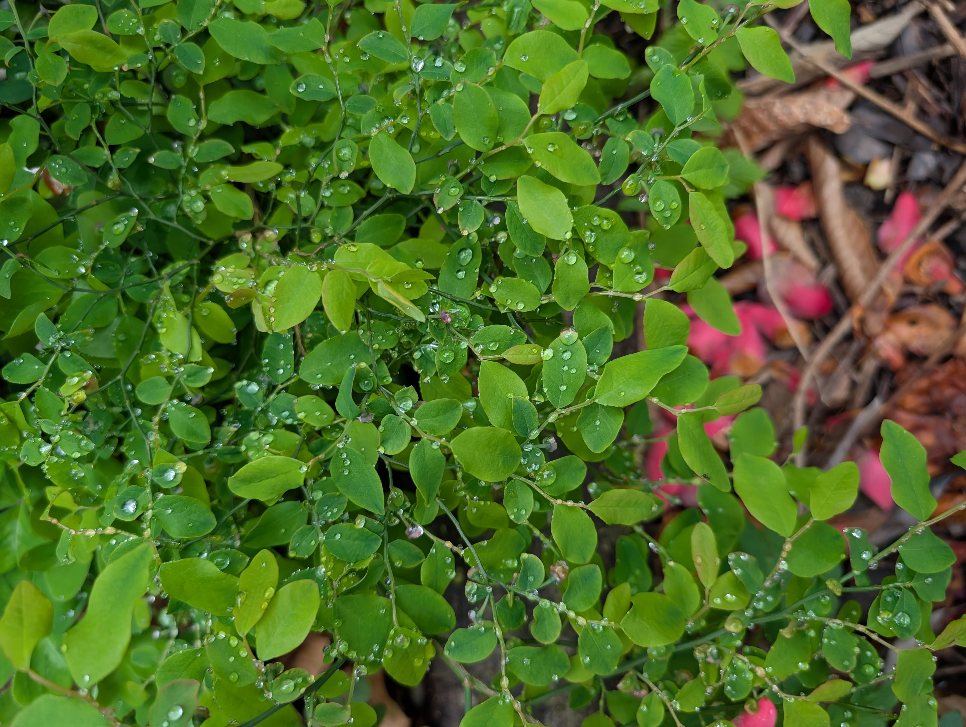 Red Huckleberry