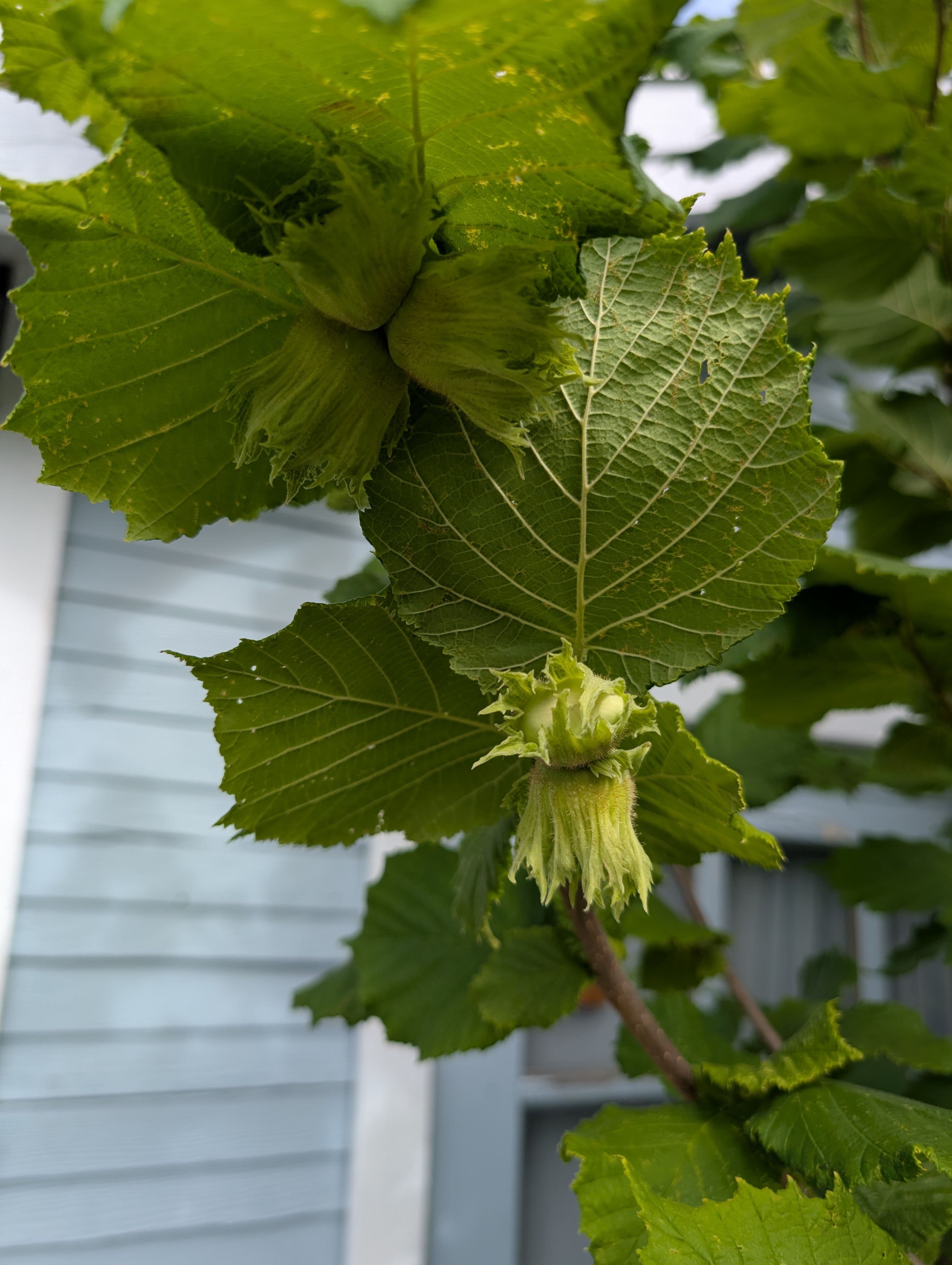 Lots of hazelnuts forming, maybe we'll get one this year before the birds and squirrels do