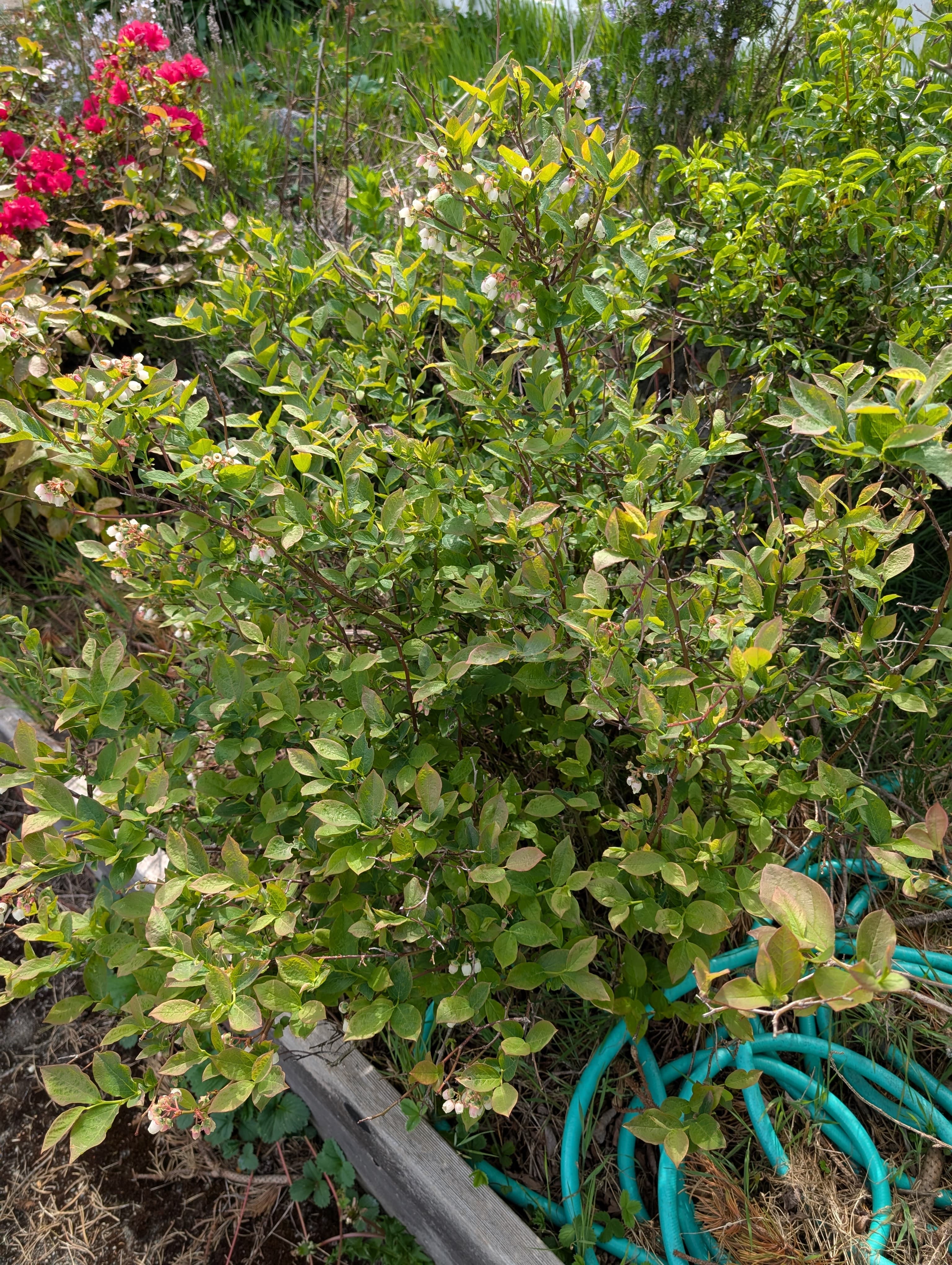 Bluegold Blueberry