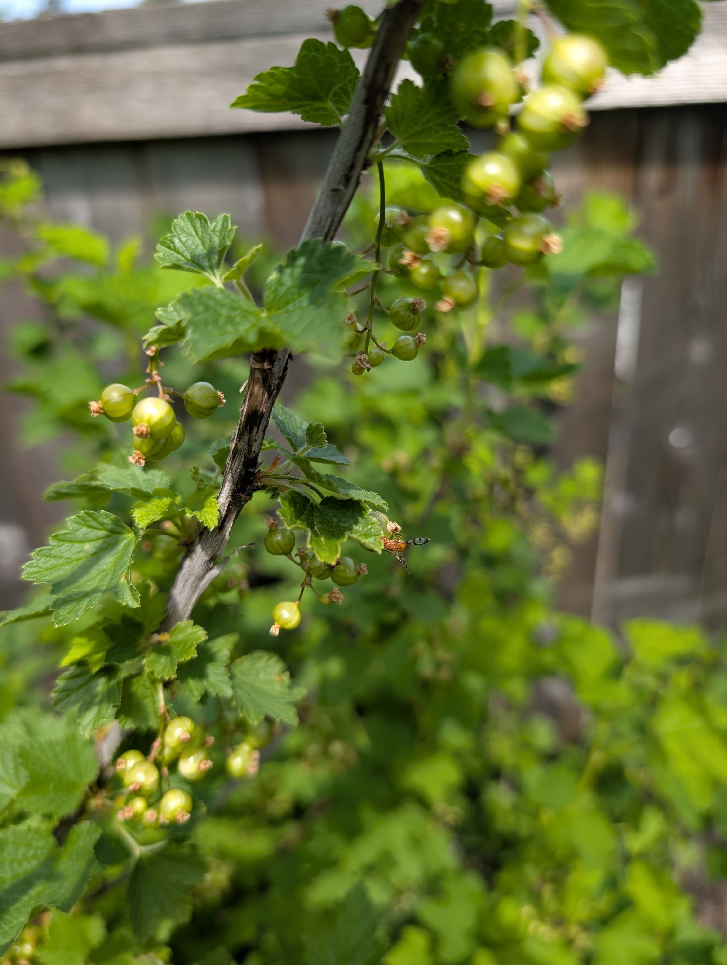 Currant maggot was too much to handle, it's really good at ruining currants