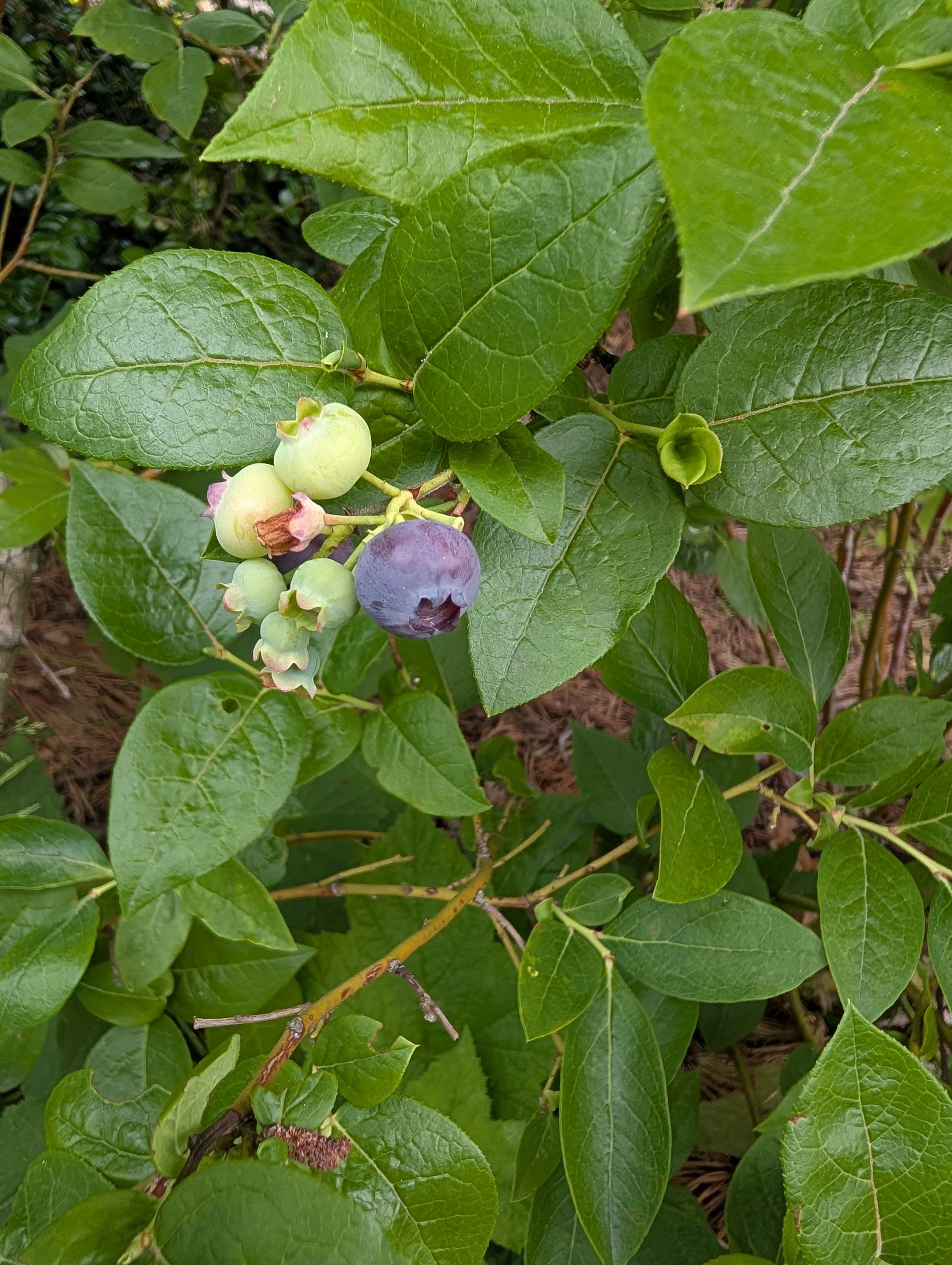 First fruit of what looks to be a pretty small harvest