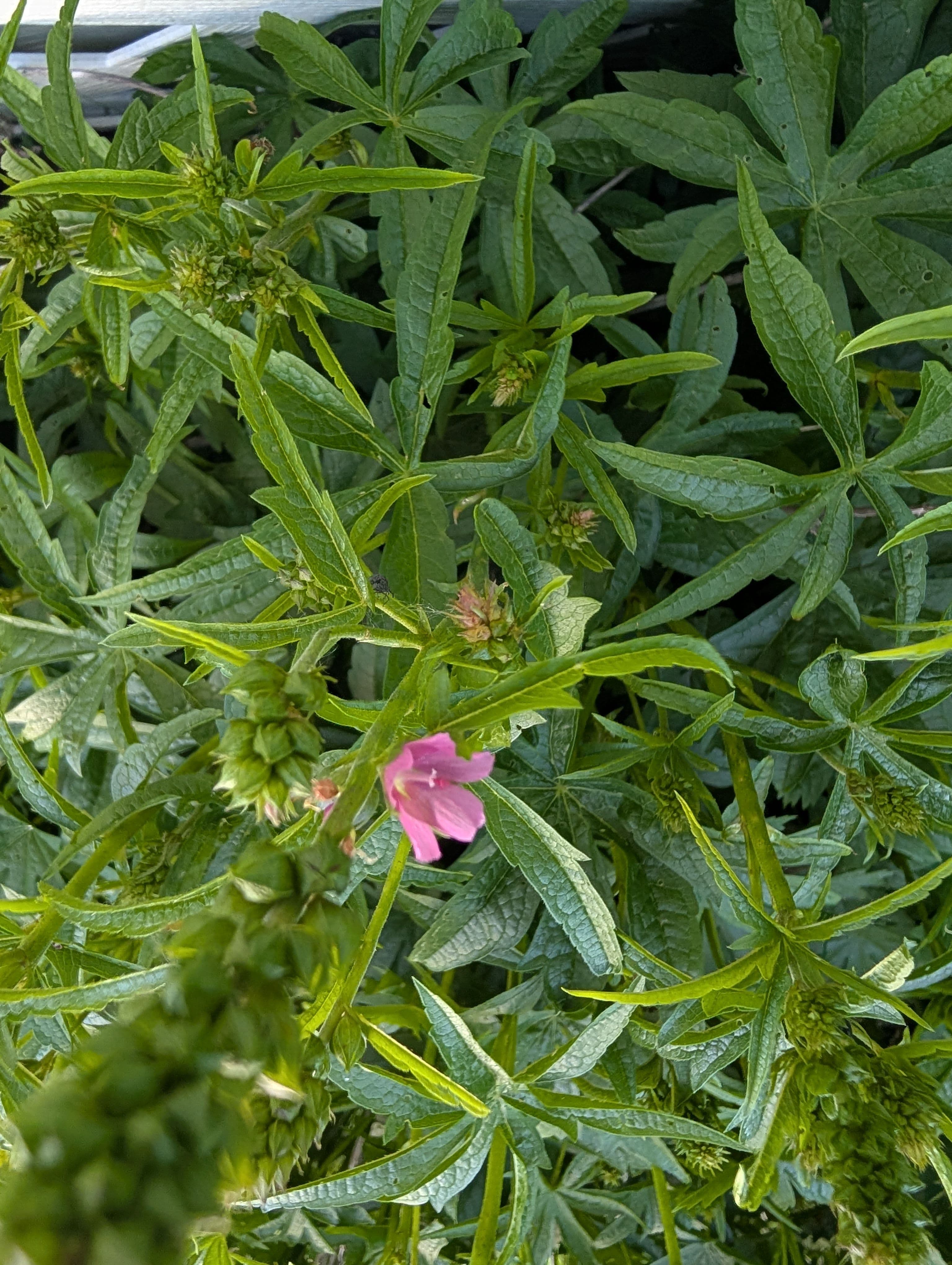 First single flower