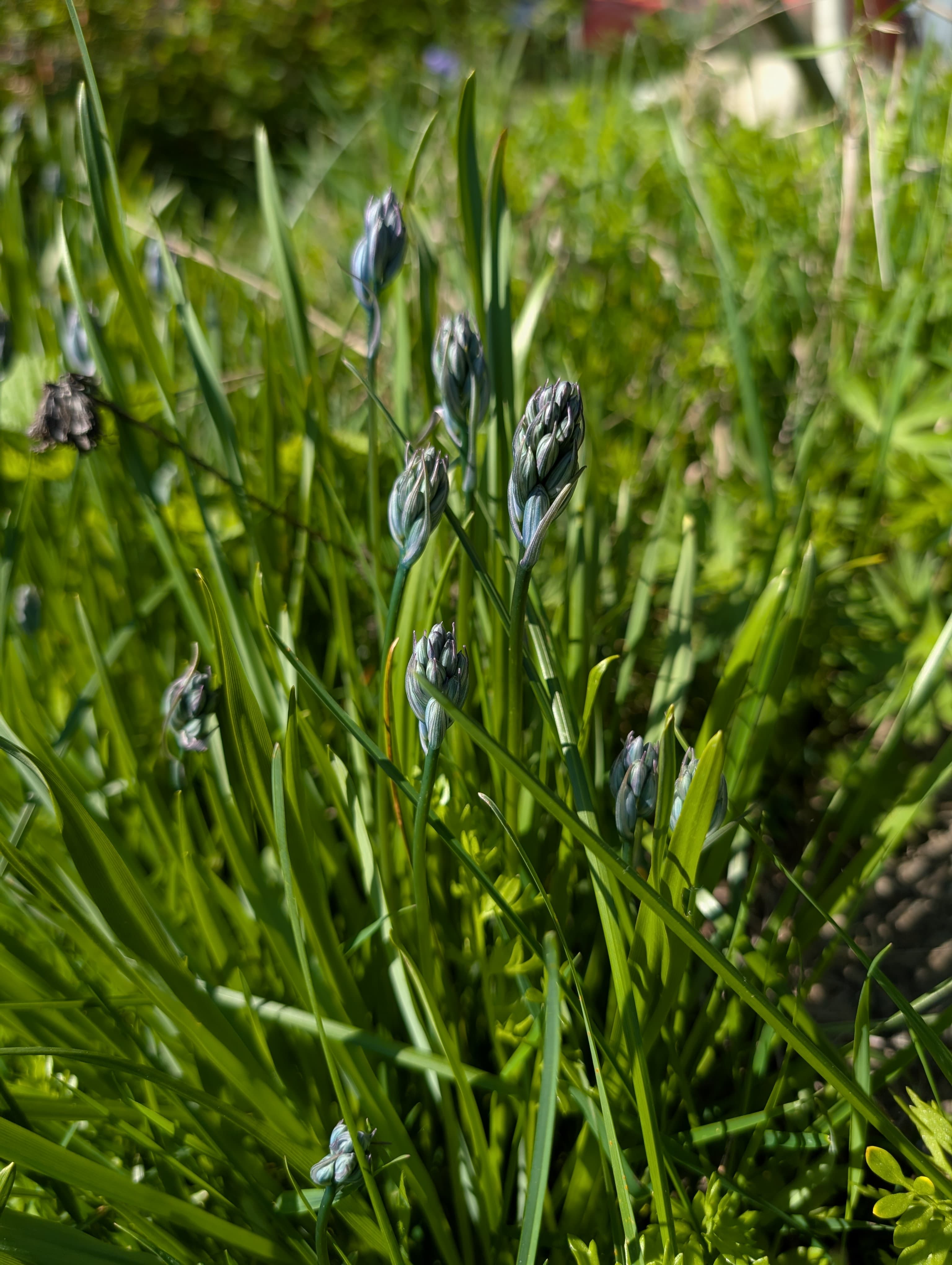 Blue Camas
