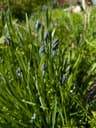 Blue Camas