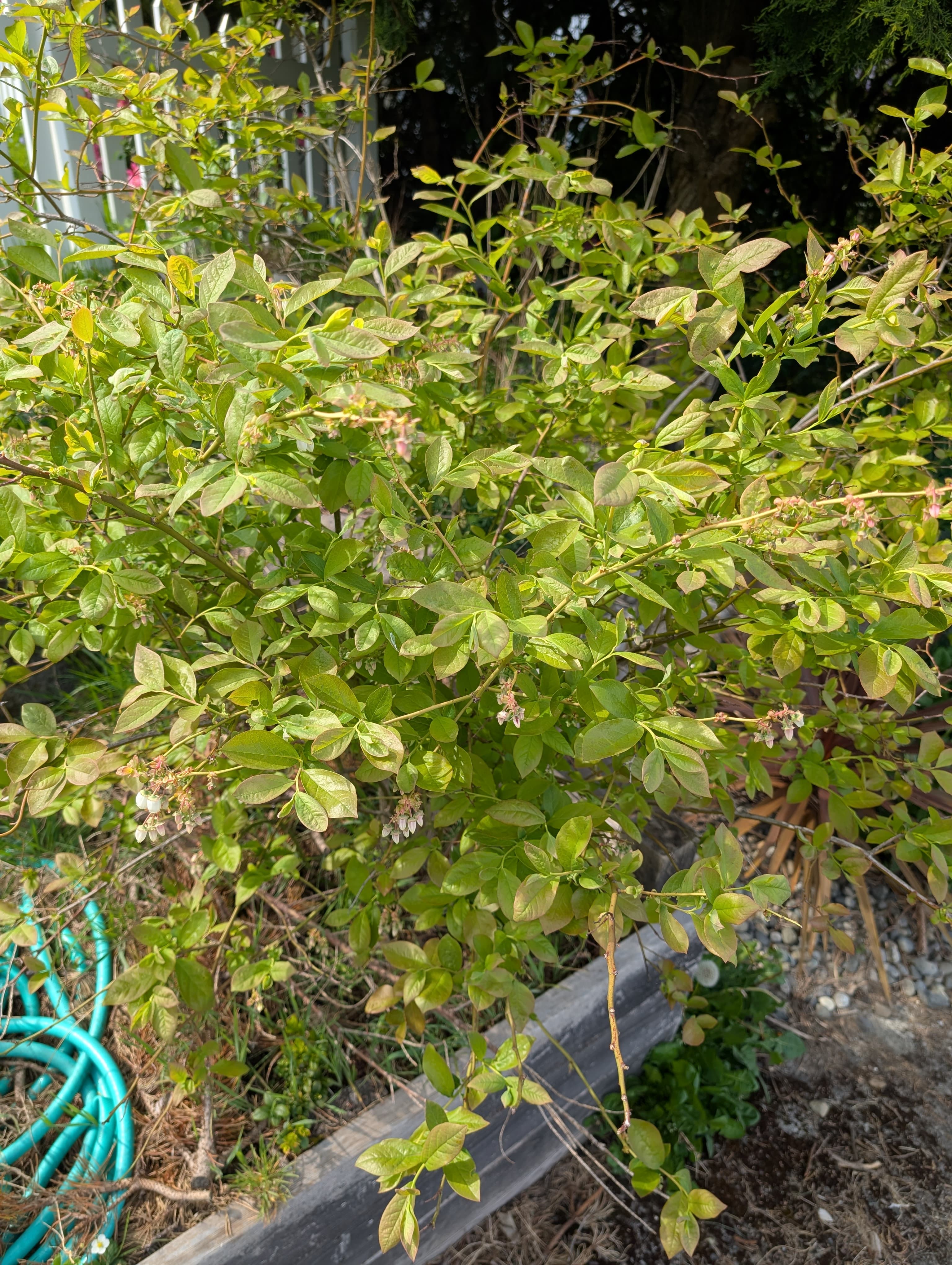 Jersey Blueberry