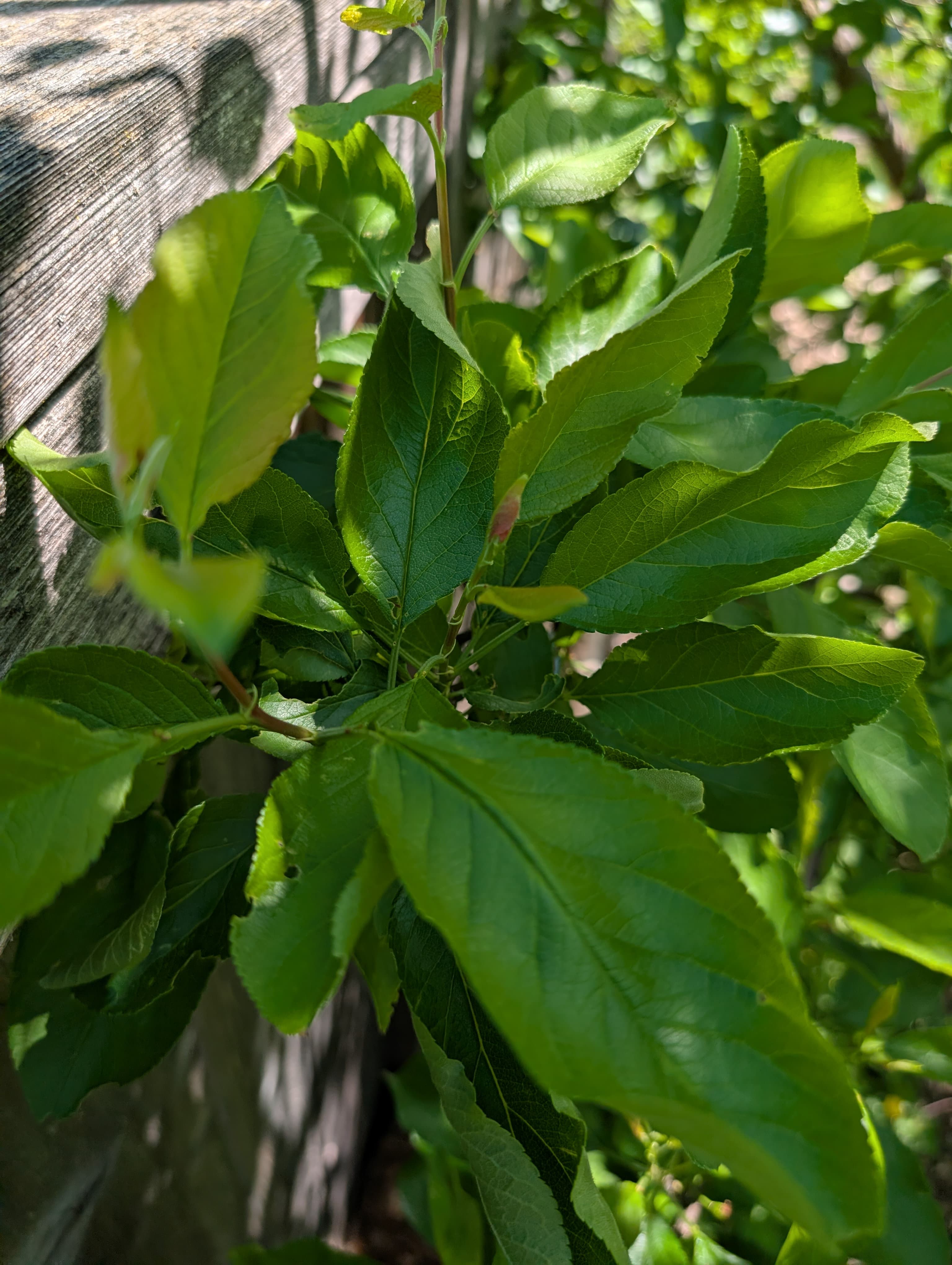 Imperial Epineuse Plum