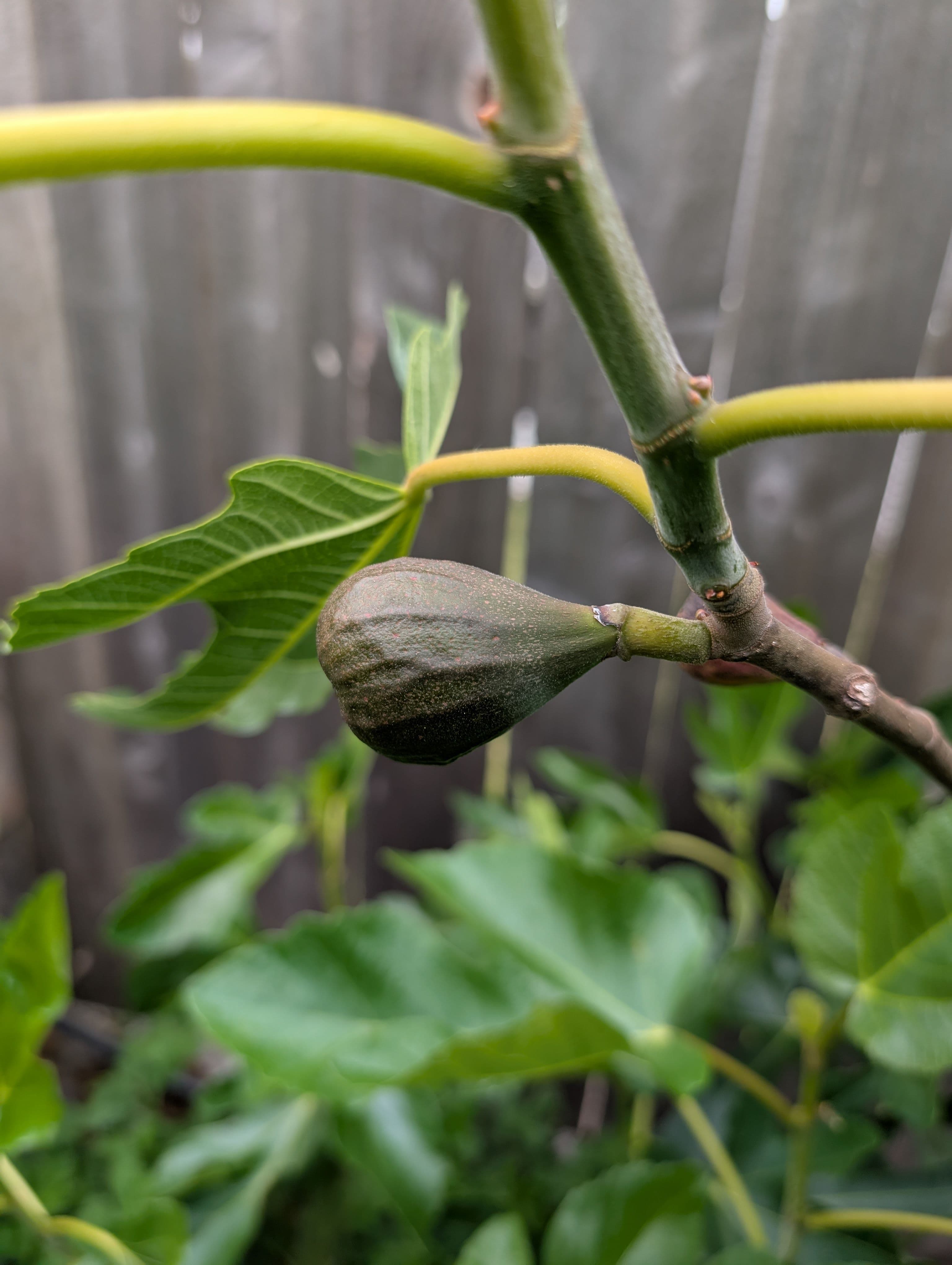 I have two VDB I grafted last year, of the figs I've grafted only VBD has produced fruit the next year after grafting. Two breba it seems to be holding on