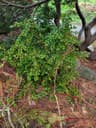 Evergreen Huckleberry 