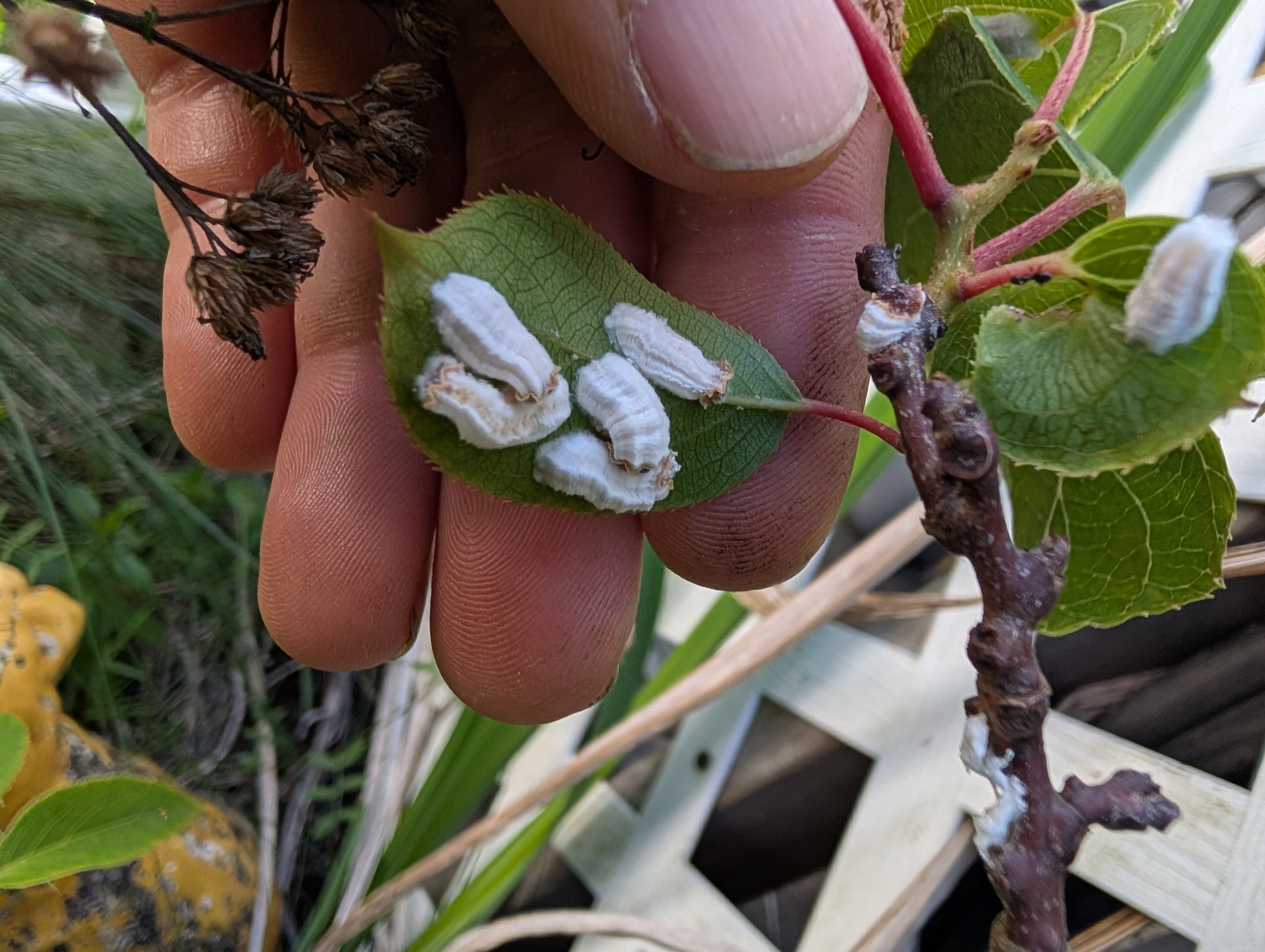 I don't know what this is? I noticed what looks like maybe a white fungus growing on the underside of leafs and along parts of the lower plant. The plant appears healthy, although it's always been a slow grower