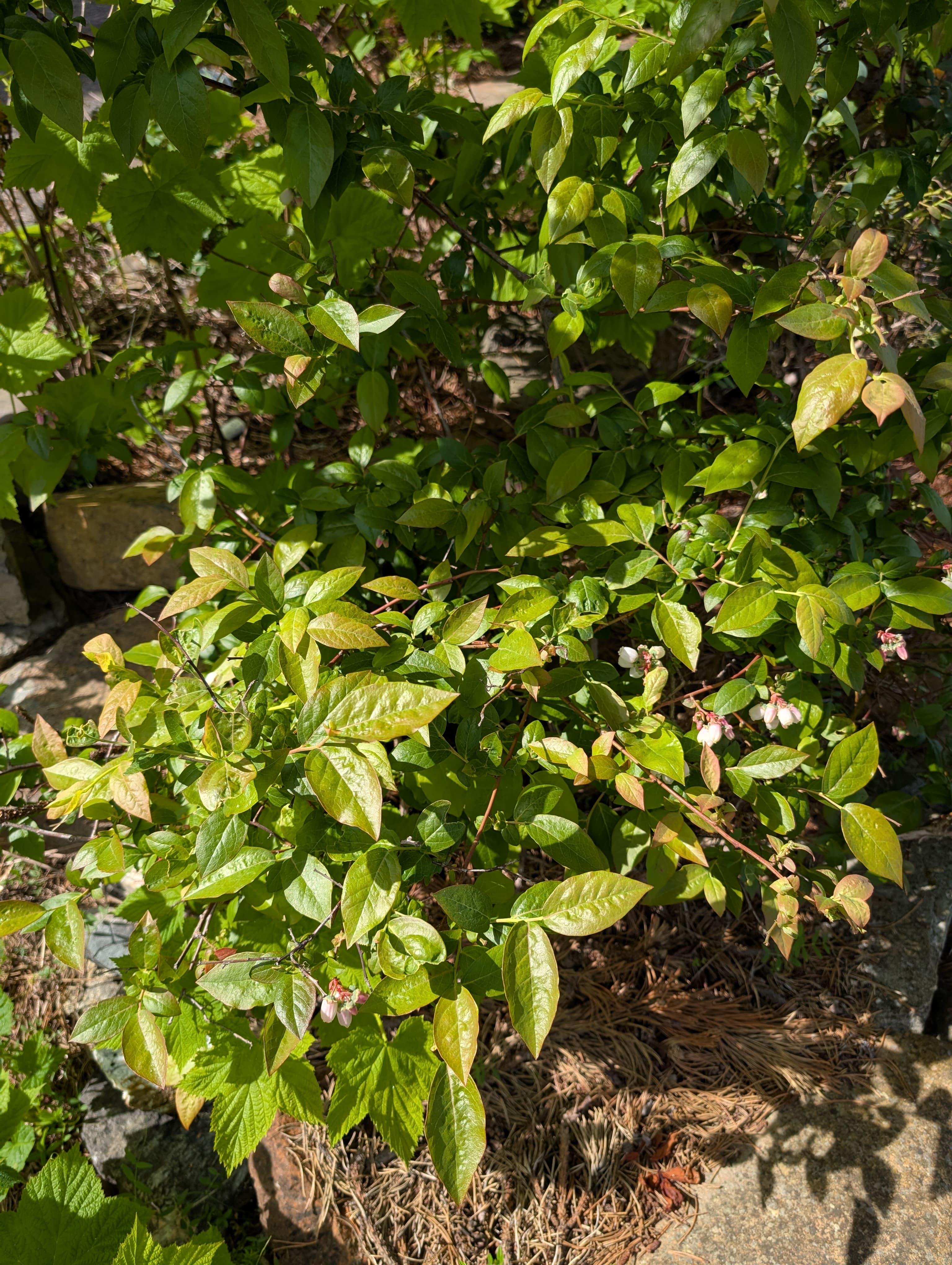 Darrow Blueberry 