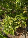 Darrow Blueberry 