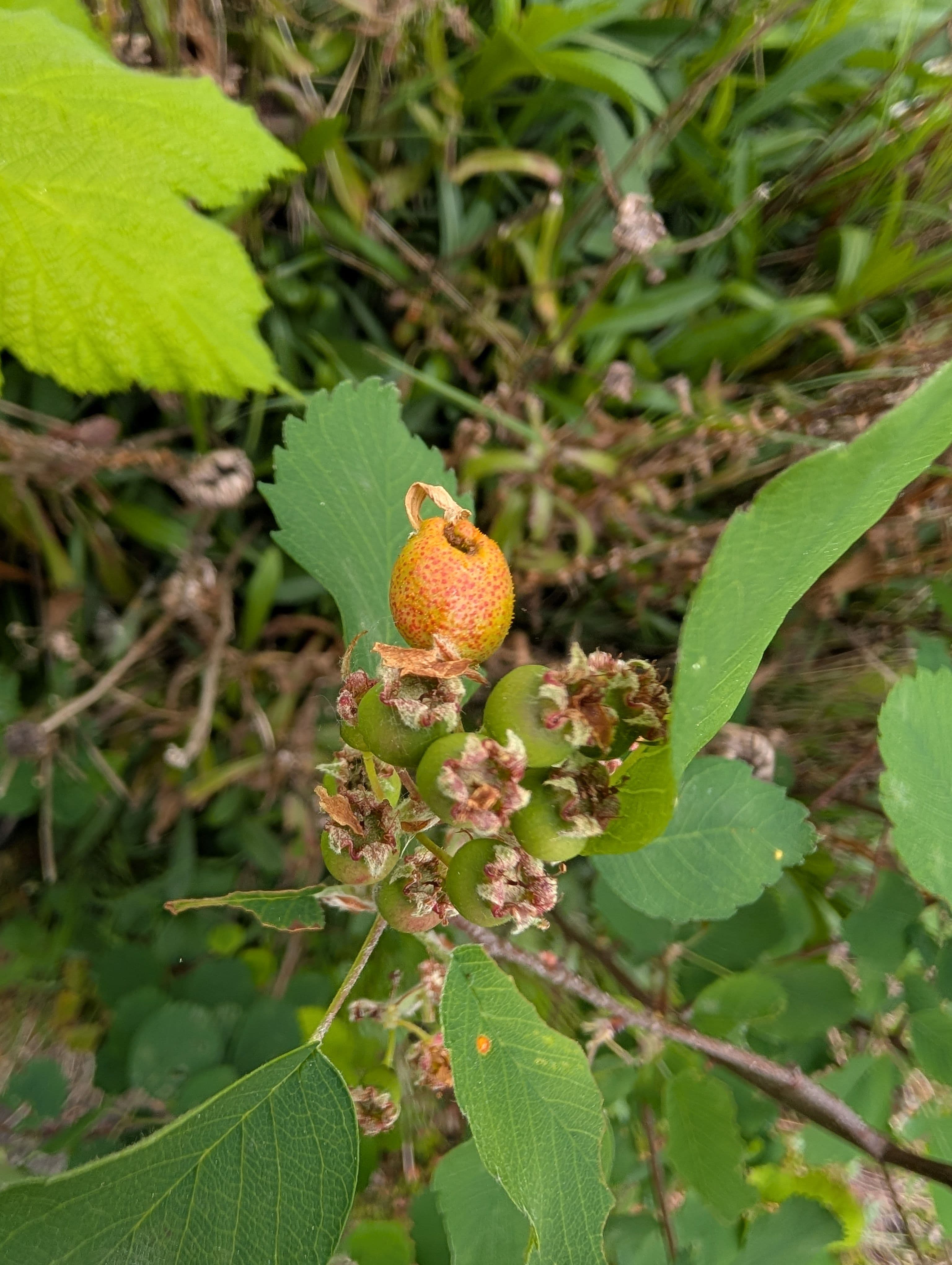 Rust developing on a few berries 