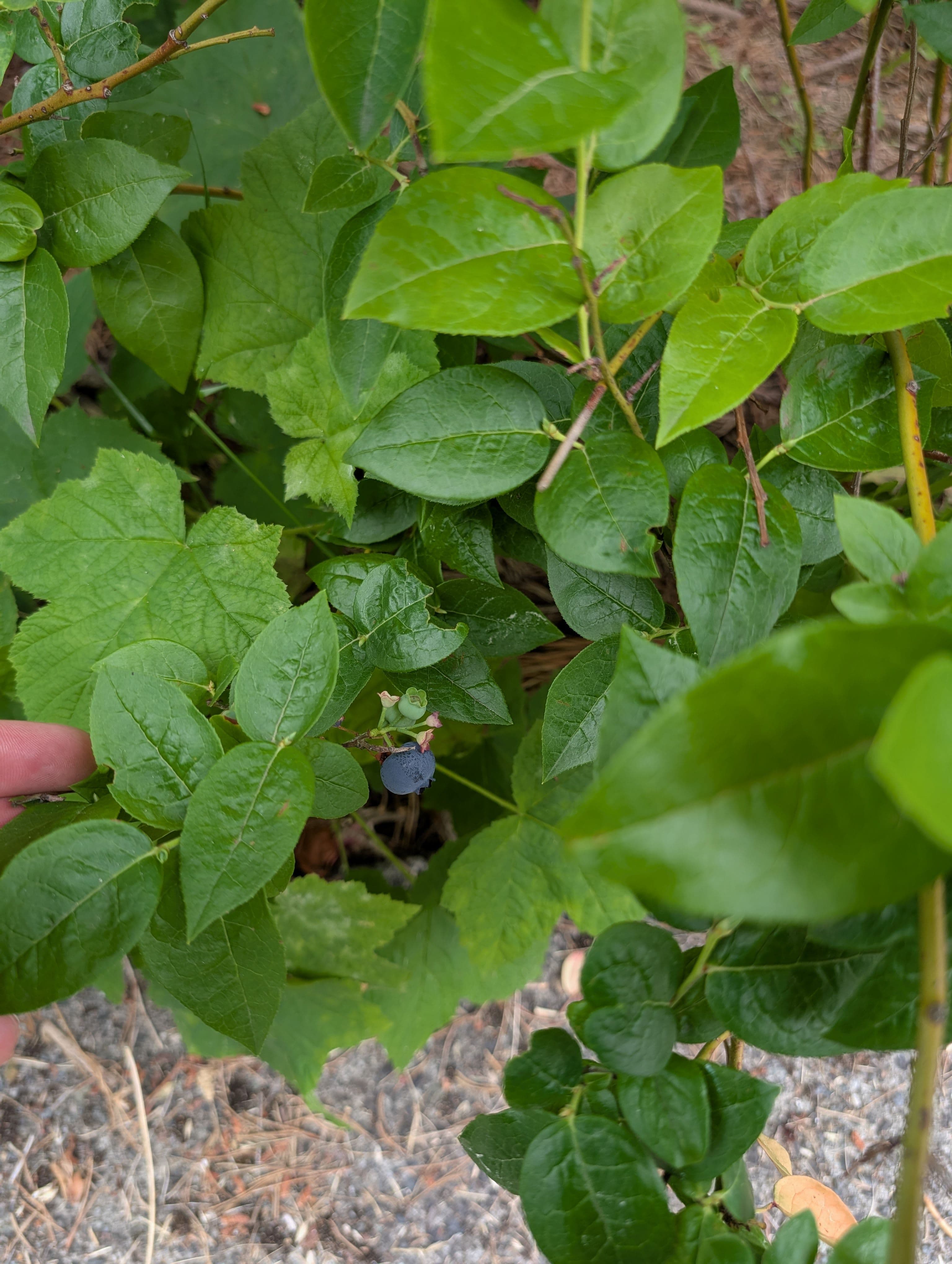 First fruit of what looks to be a pretty small harvest