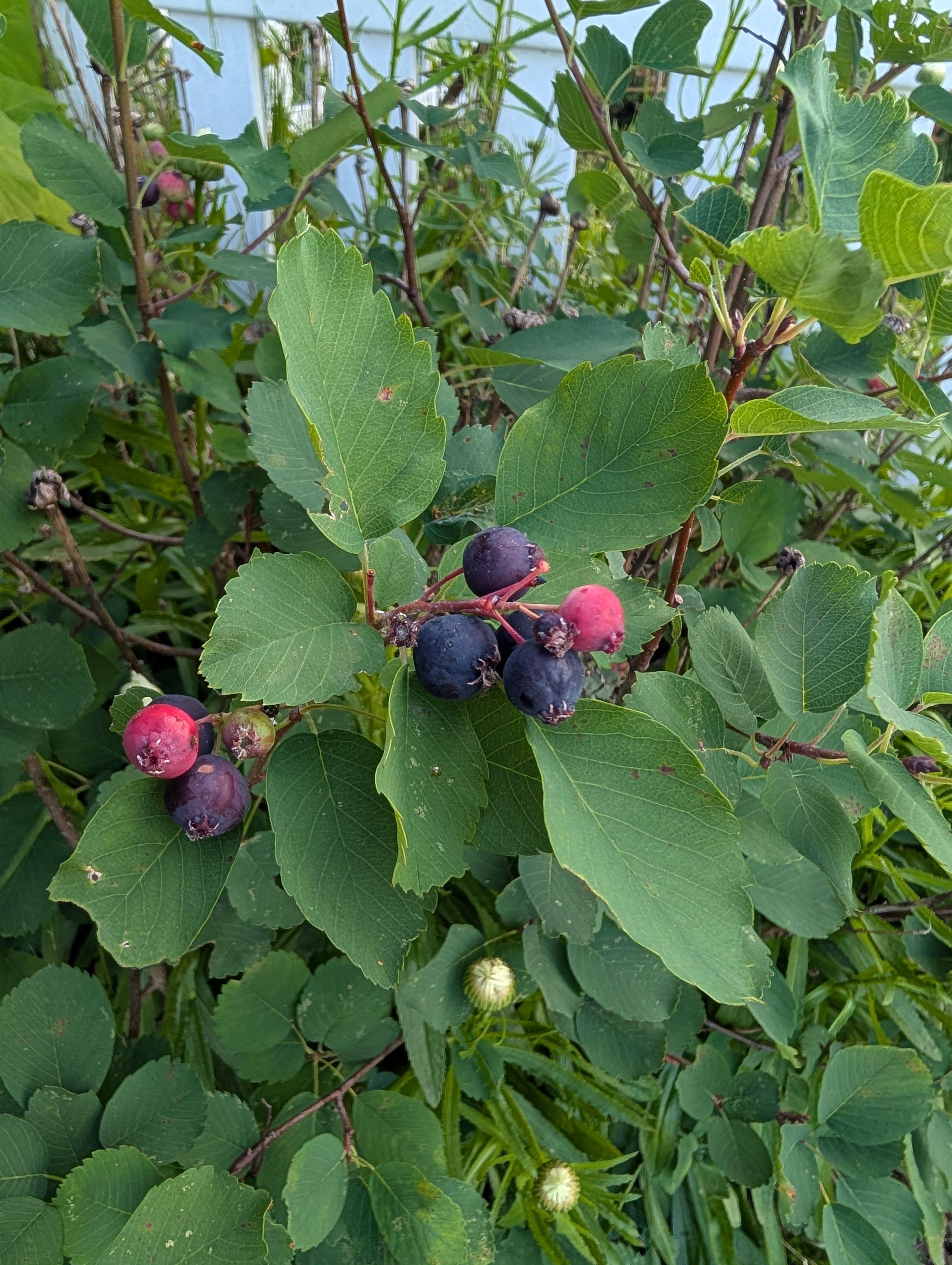 Super ripe, maybe too ripe, and quite a few berries, this one definitely seems to do better with rust than the other varieties around the area, a good tree. 