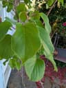 Anna Hardy kiwi