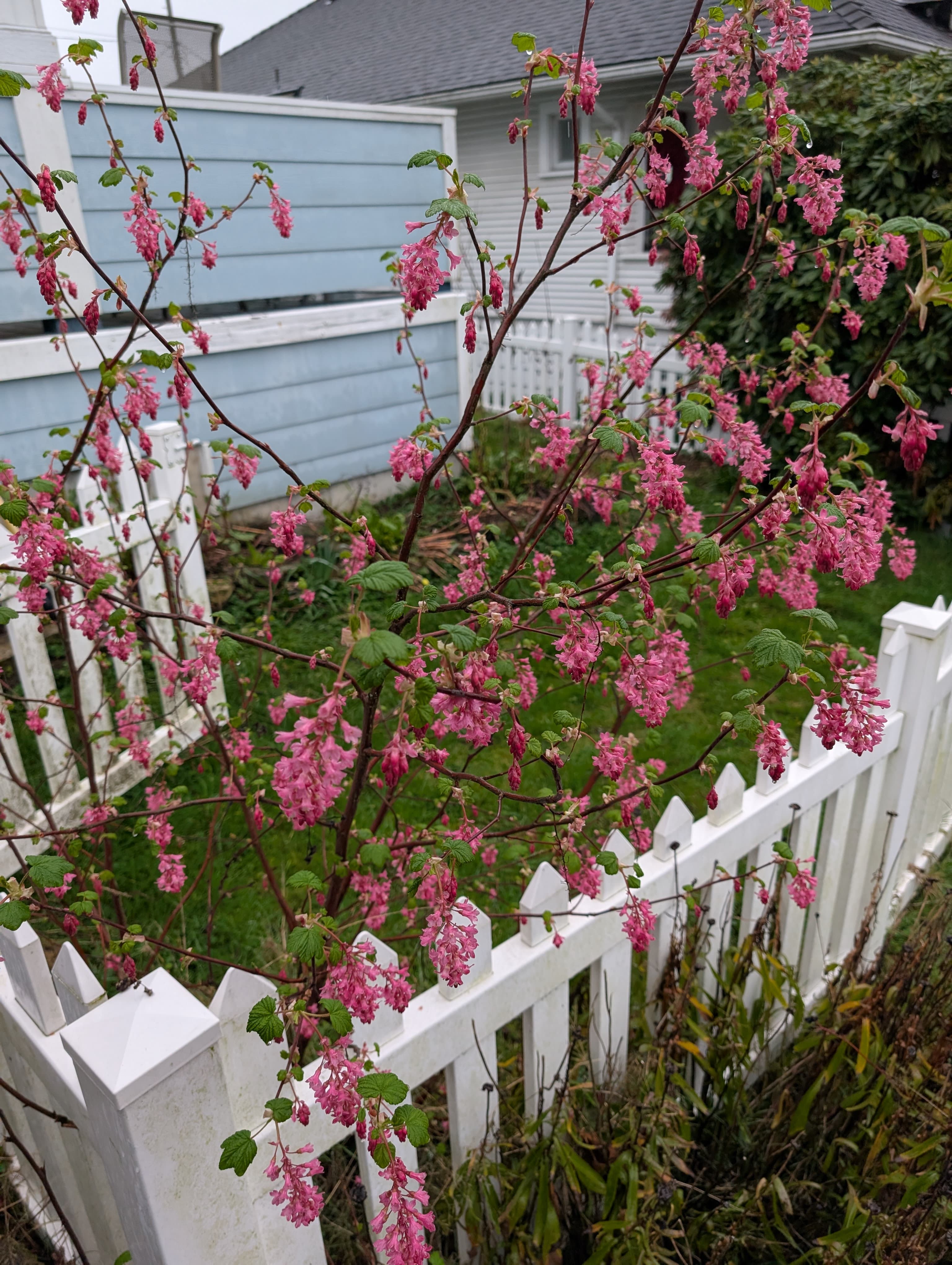 Flowering Currant 