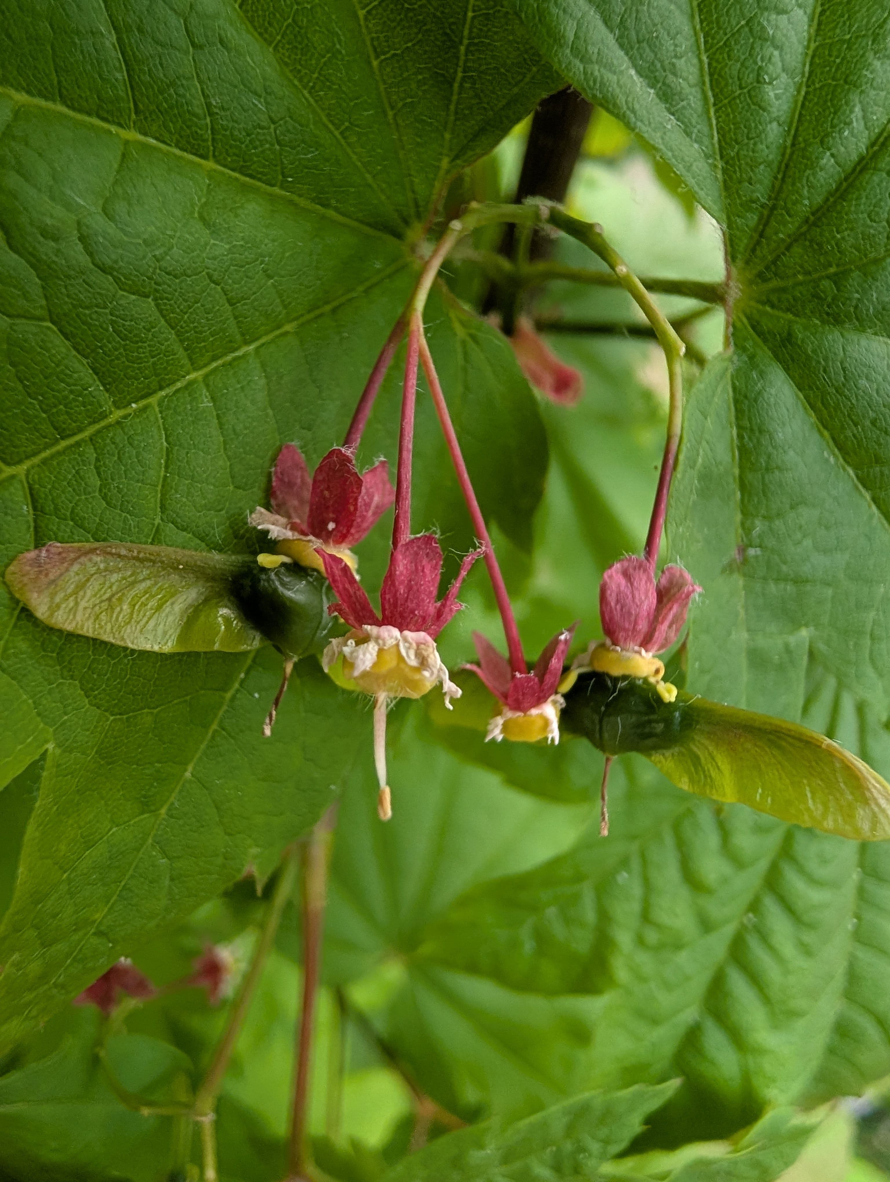 Seed pods forming on flowers
