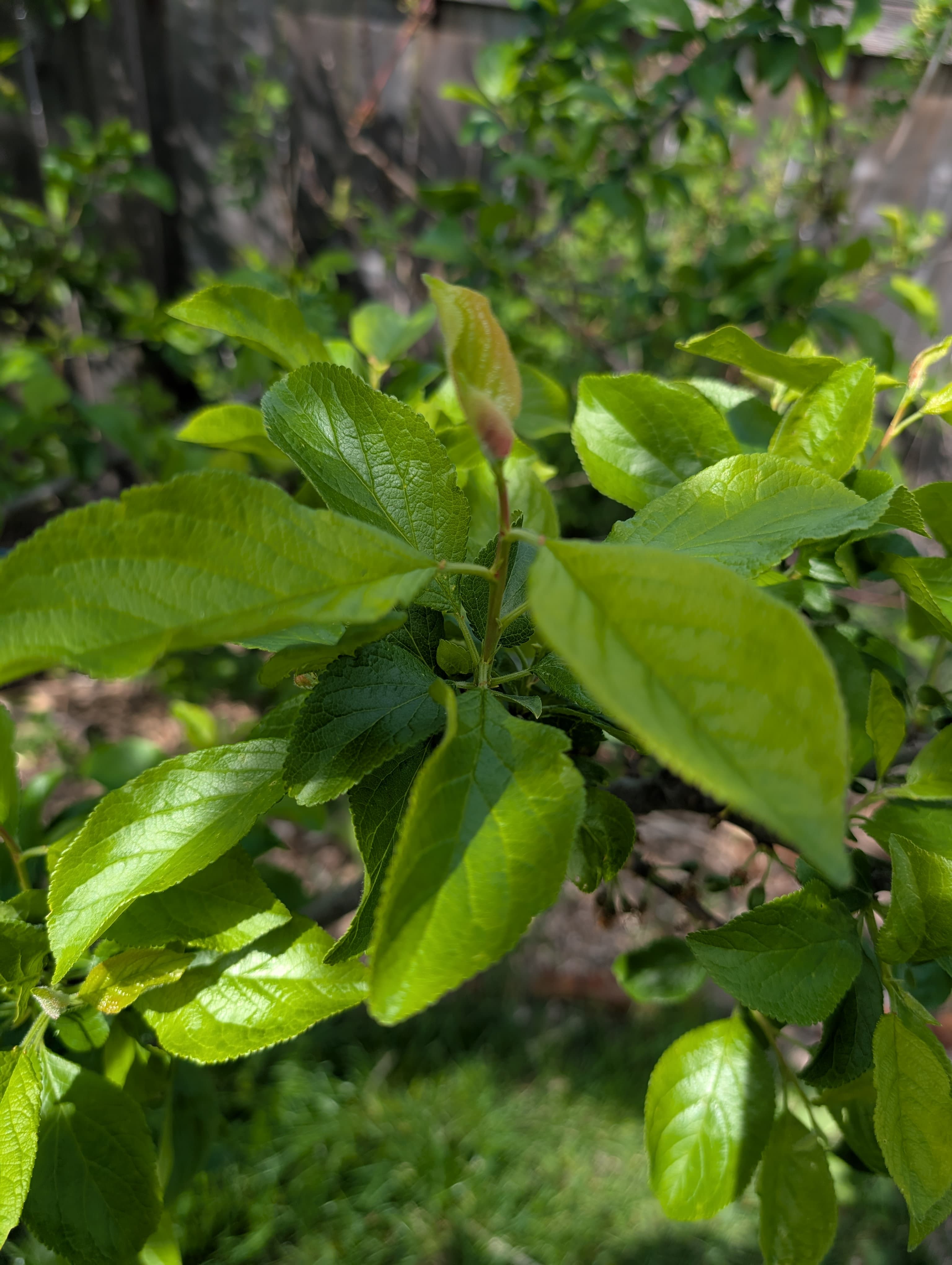 Green Gage Plum