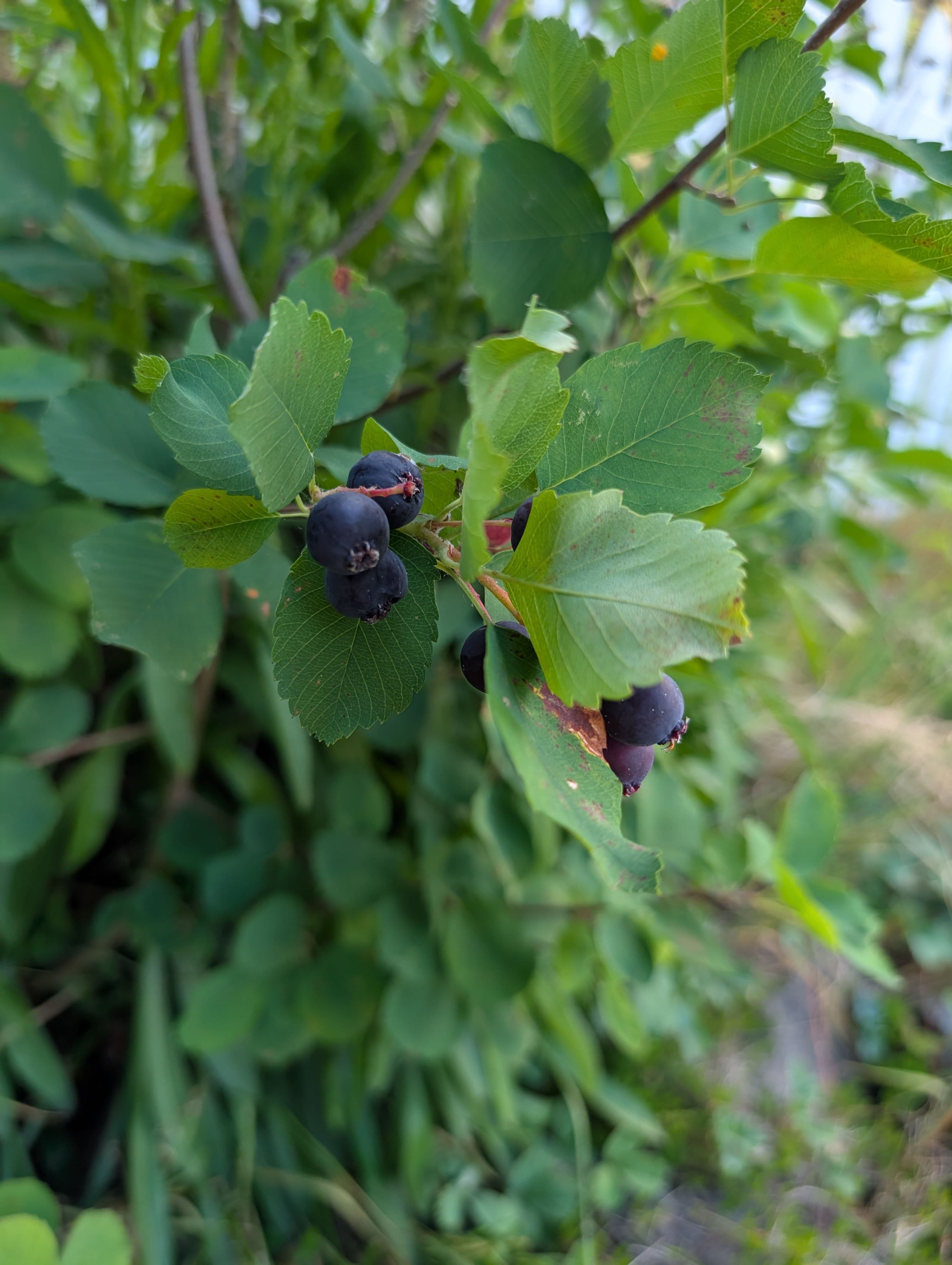 Super ripe, maybe too ripe, and quite a few berries, this one definitely seems to do better with rust than the other varieties around the area, a good tree. 