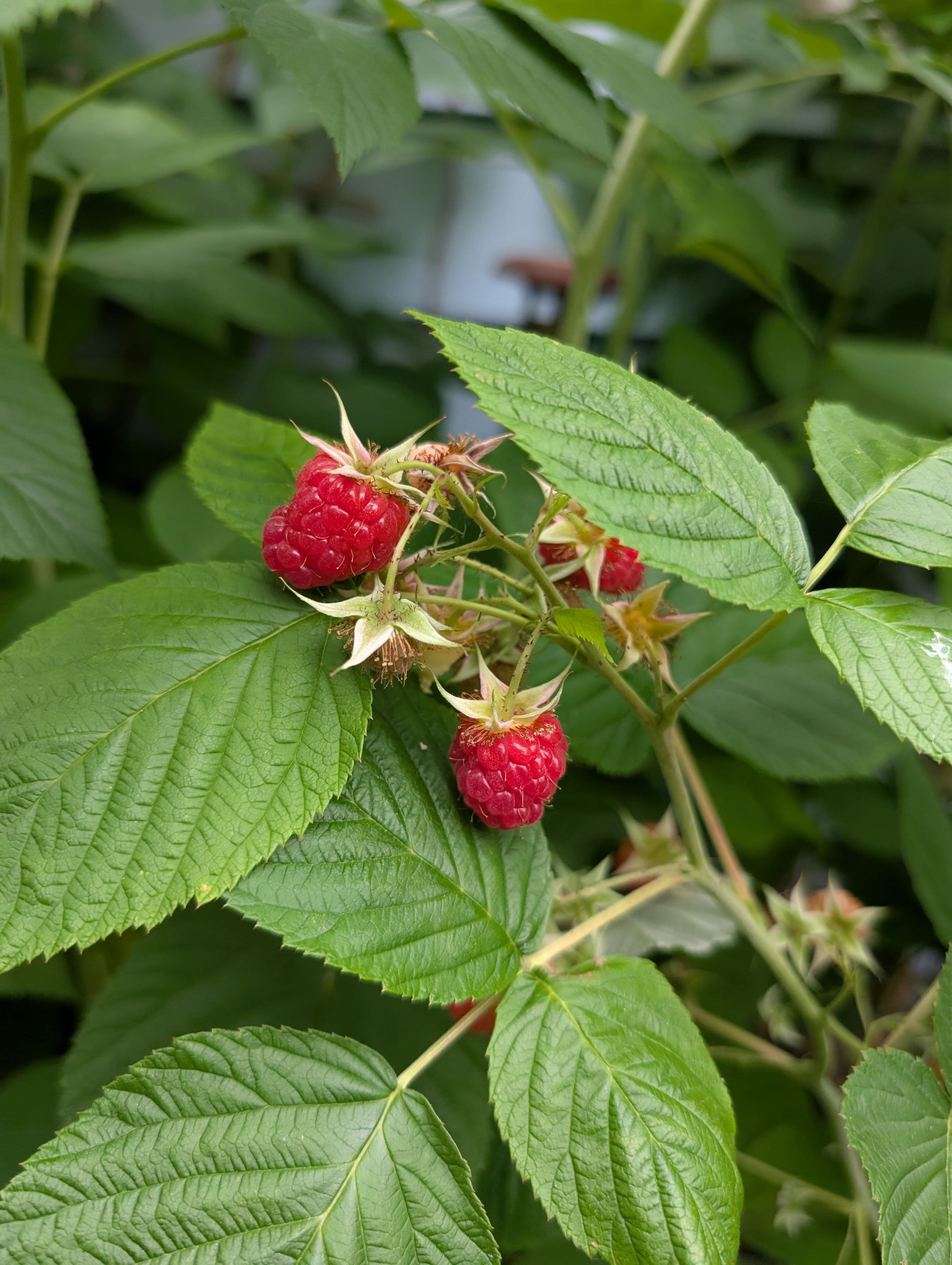 Raspberries are still coming strong from the back patch
