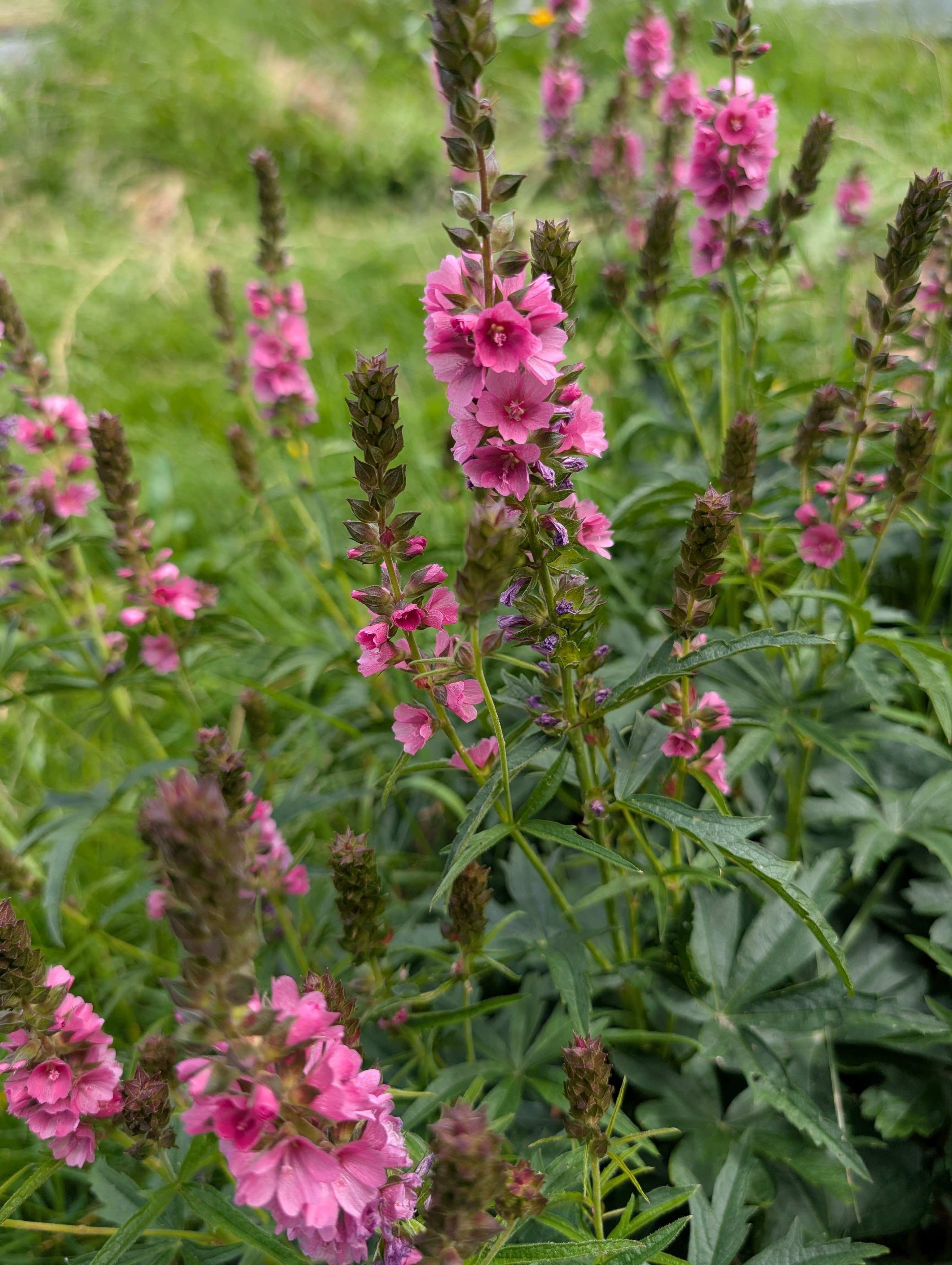 Full Bloom on Henderson's Checkmallow