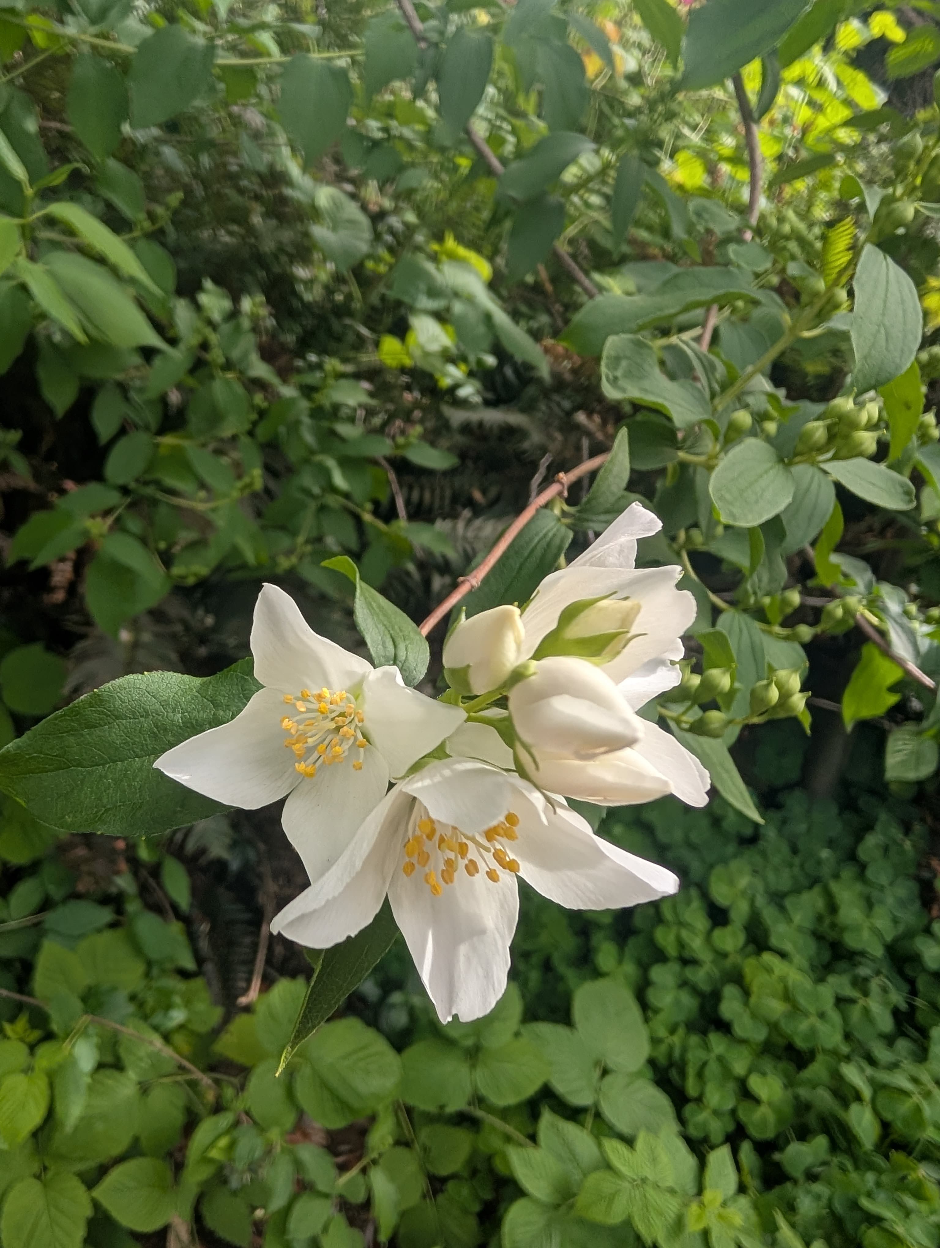 Lewis's Mock Orange