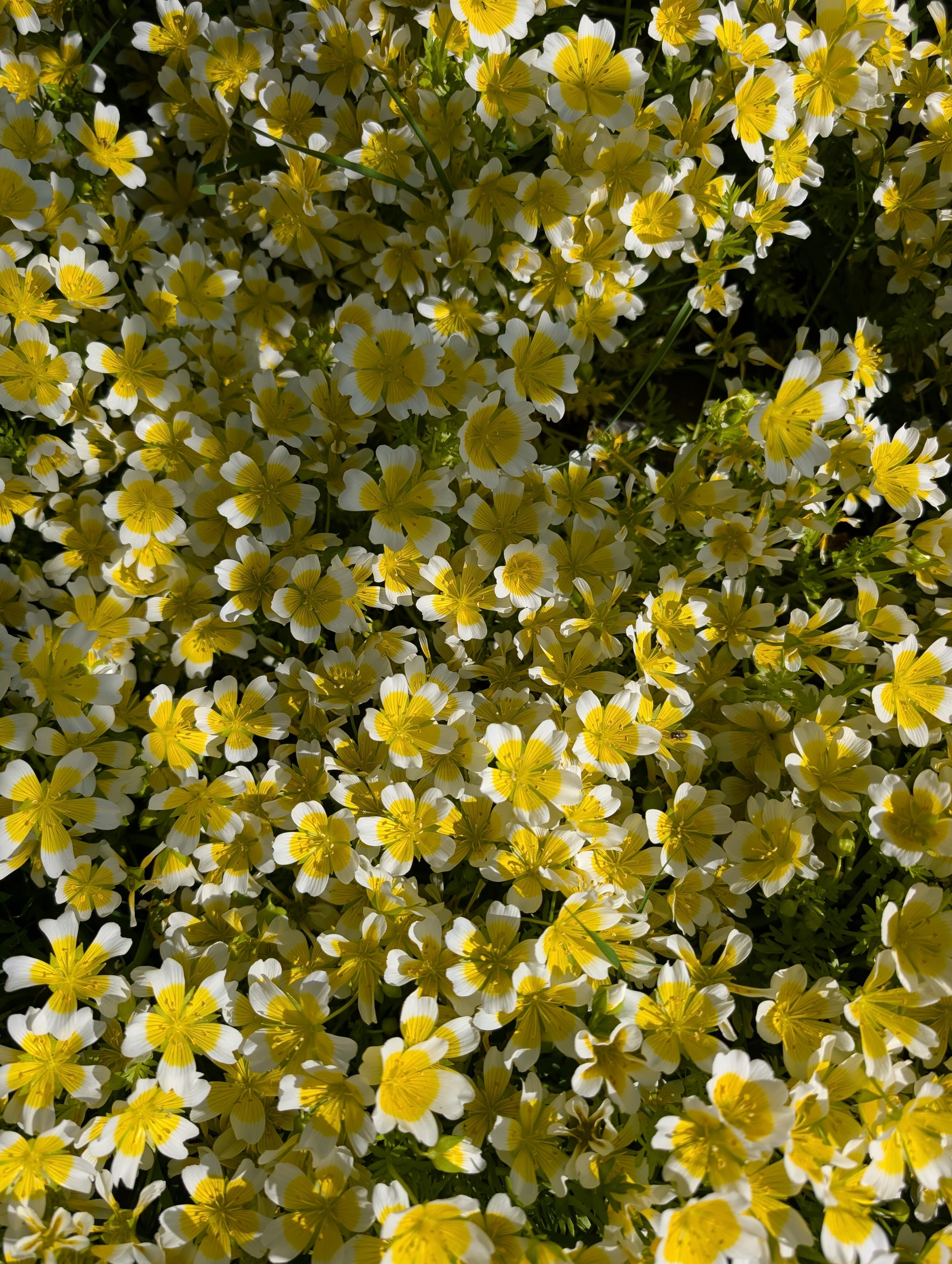 Douglas' meadowfoam