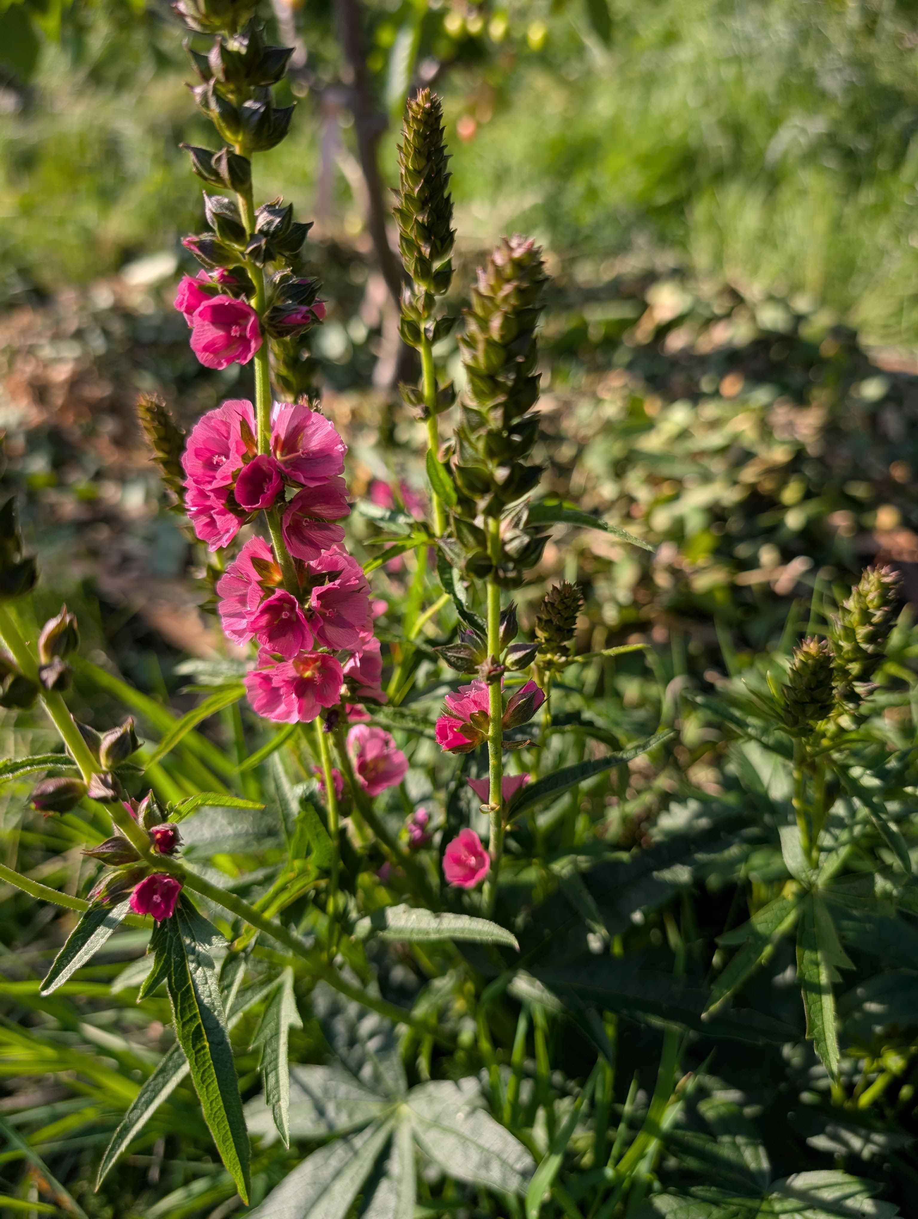 Henderson's Checkmallow