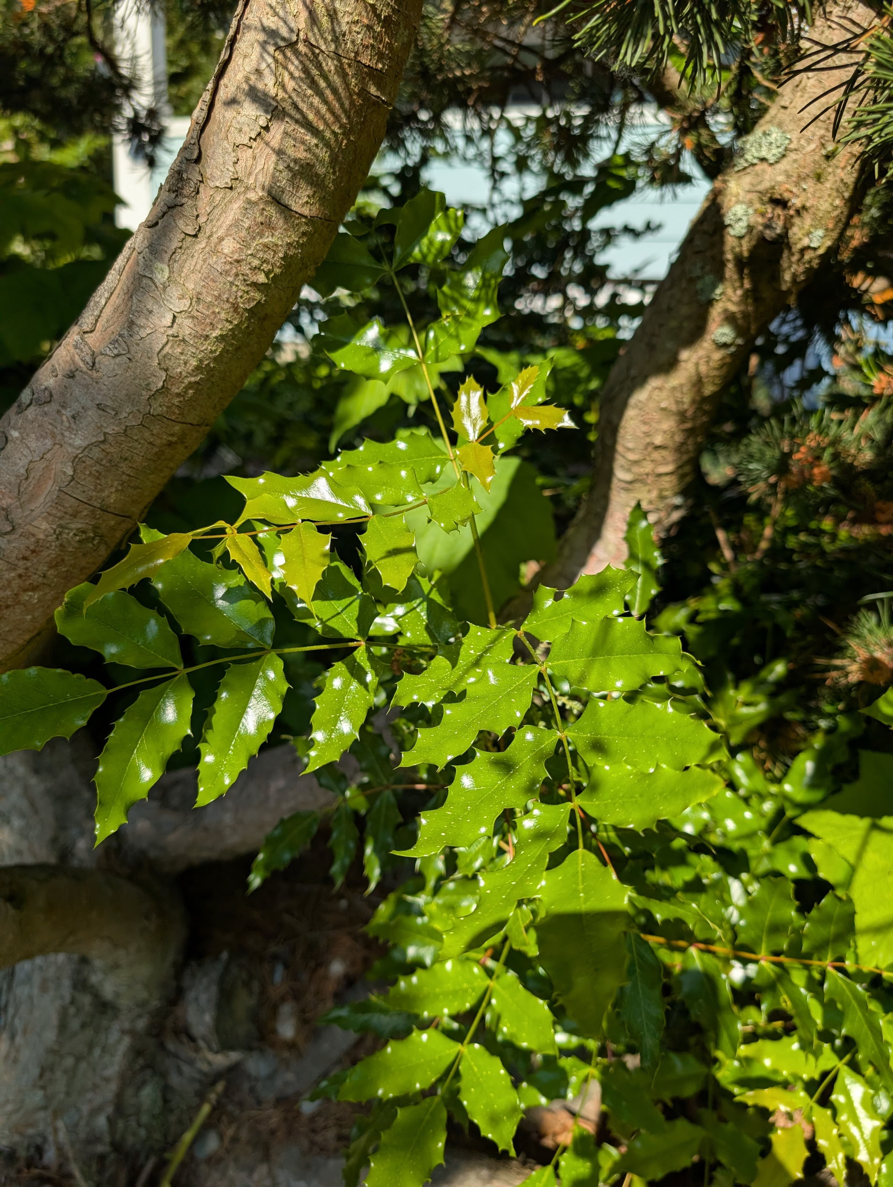 Oregon Grape