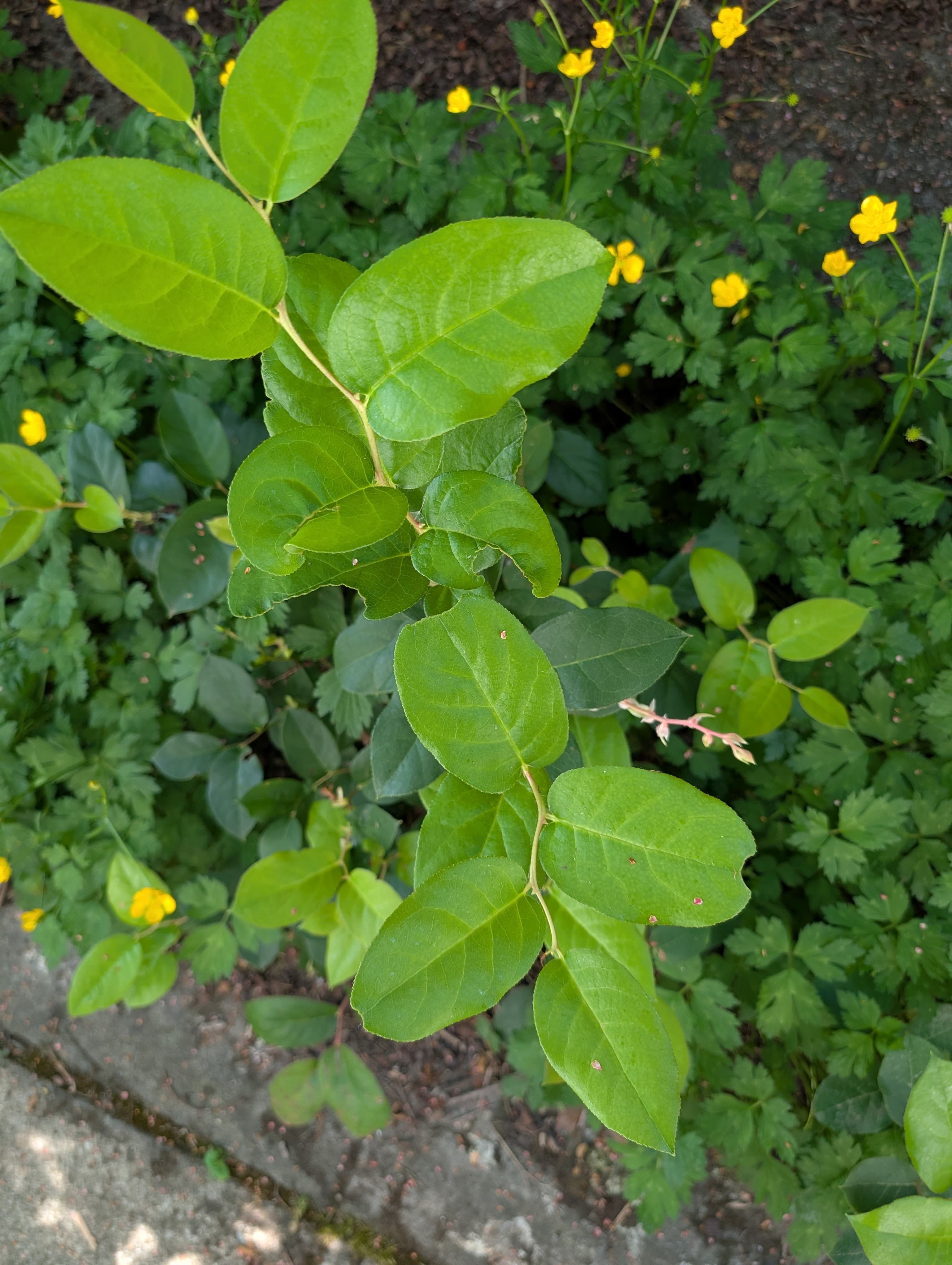 Salal