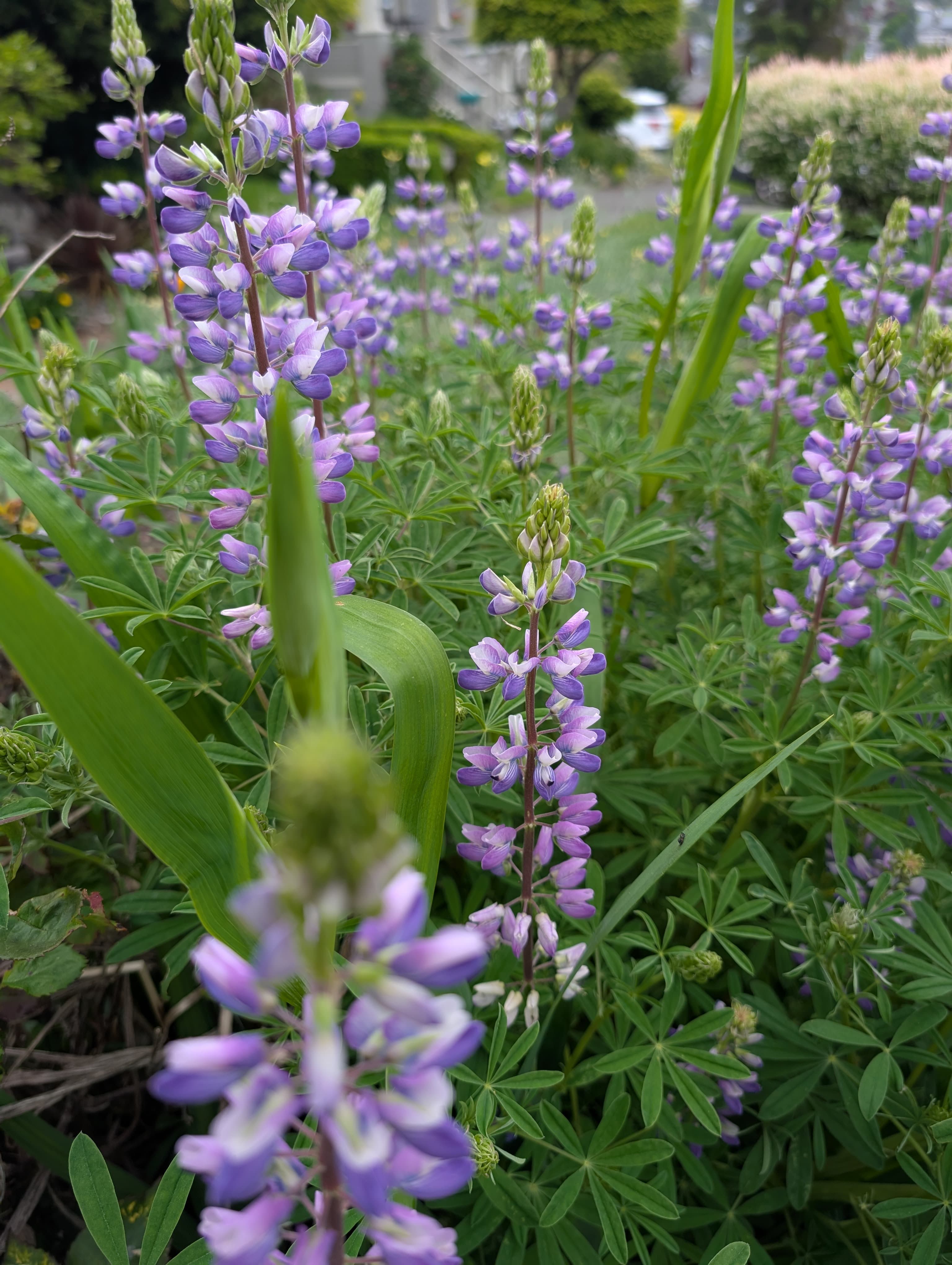Riverbank lupine