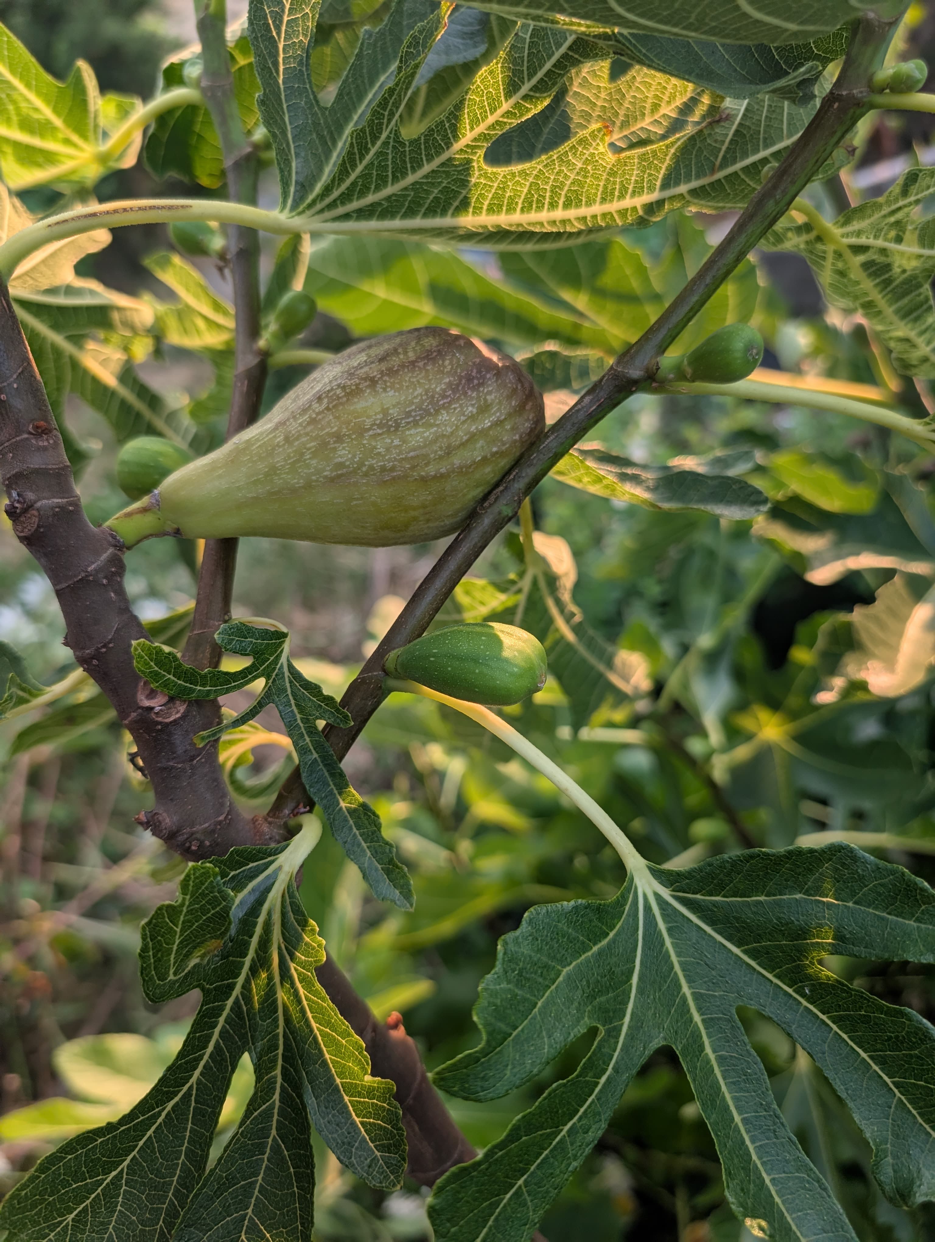 Common fig