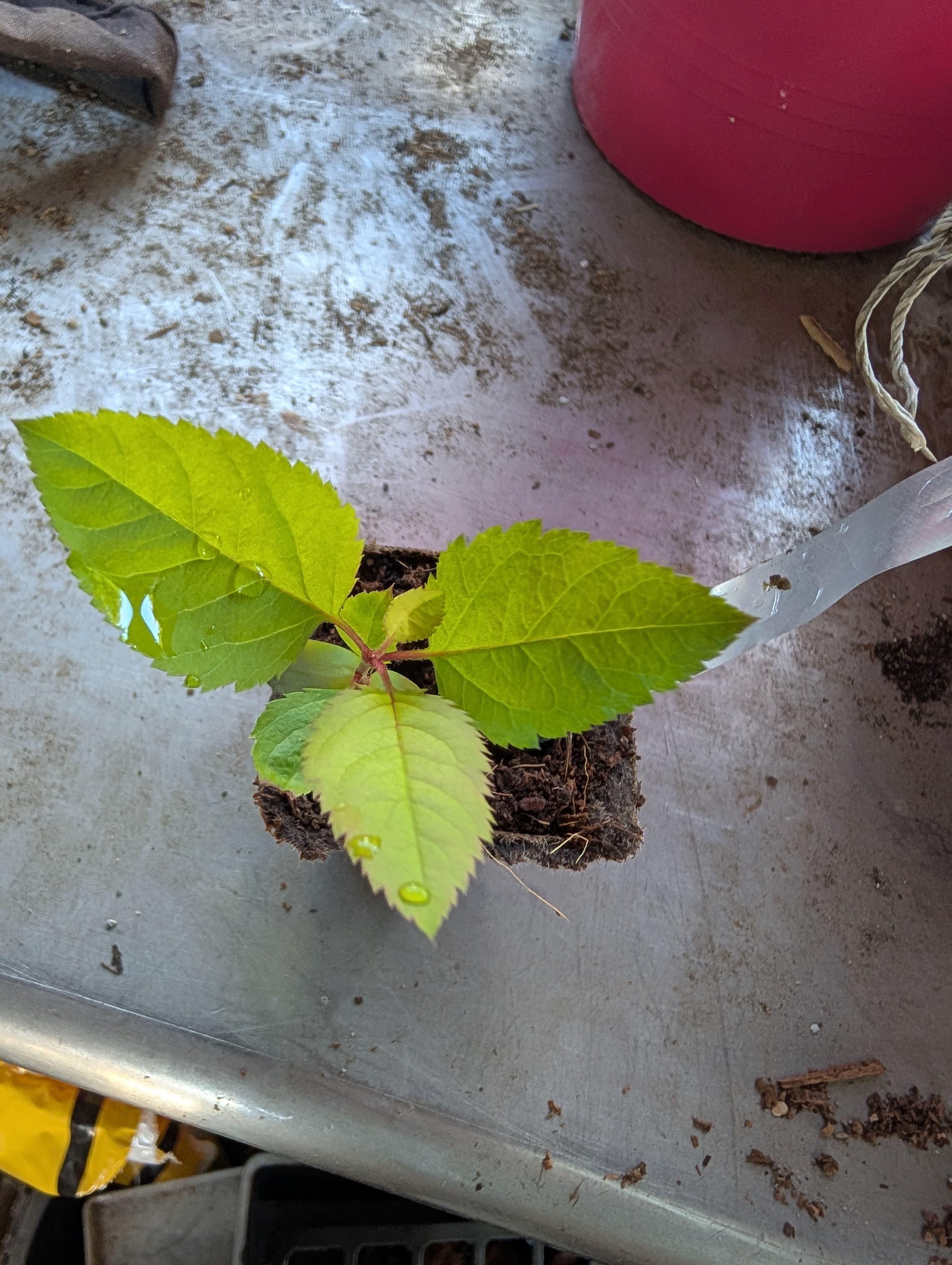 Media on Fuji Seedling