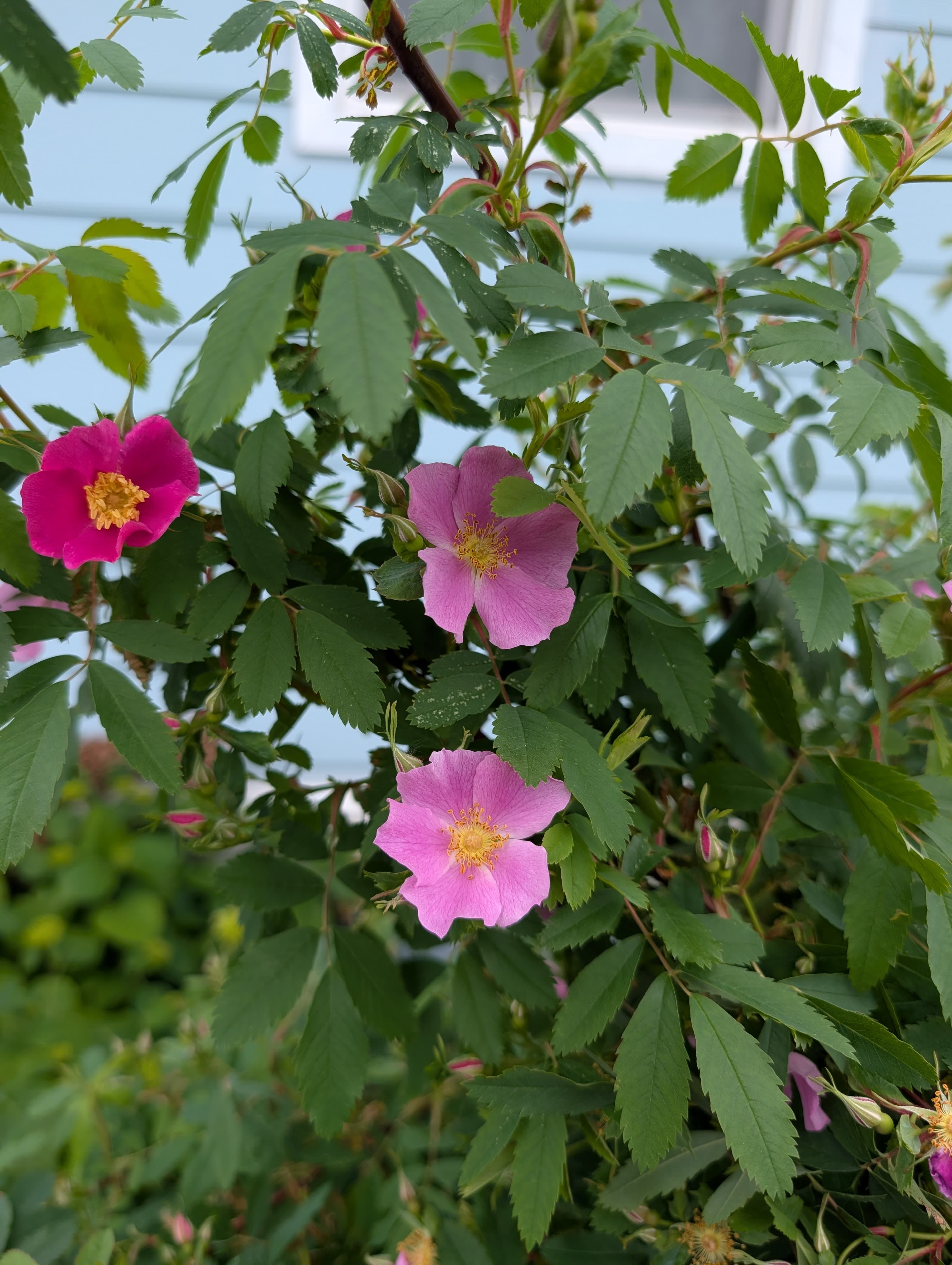 Flowering on Woods's Rose