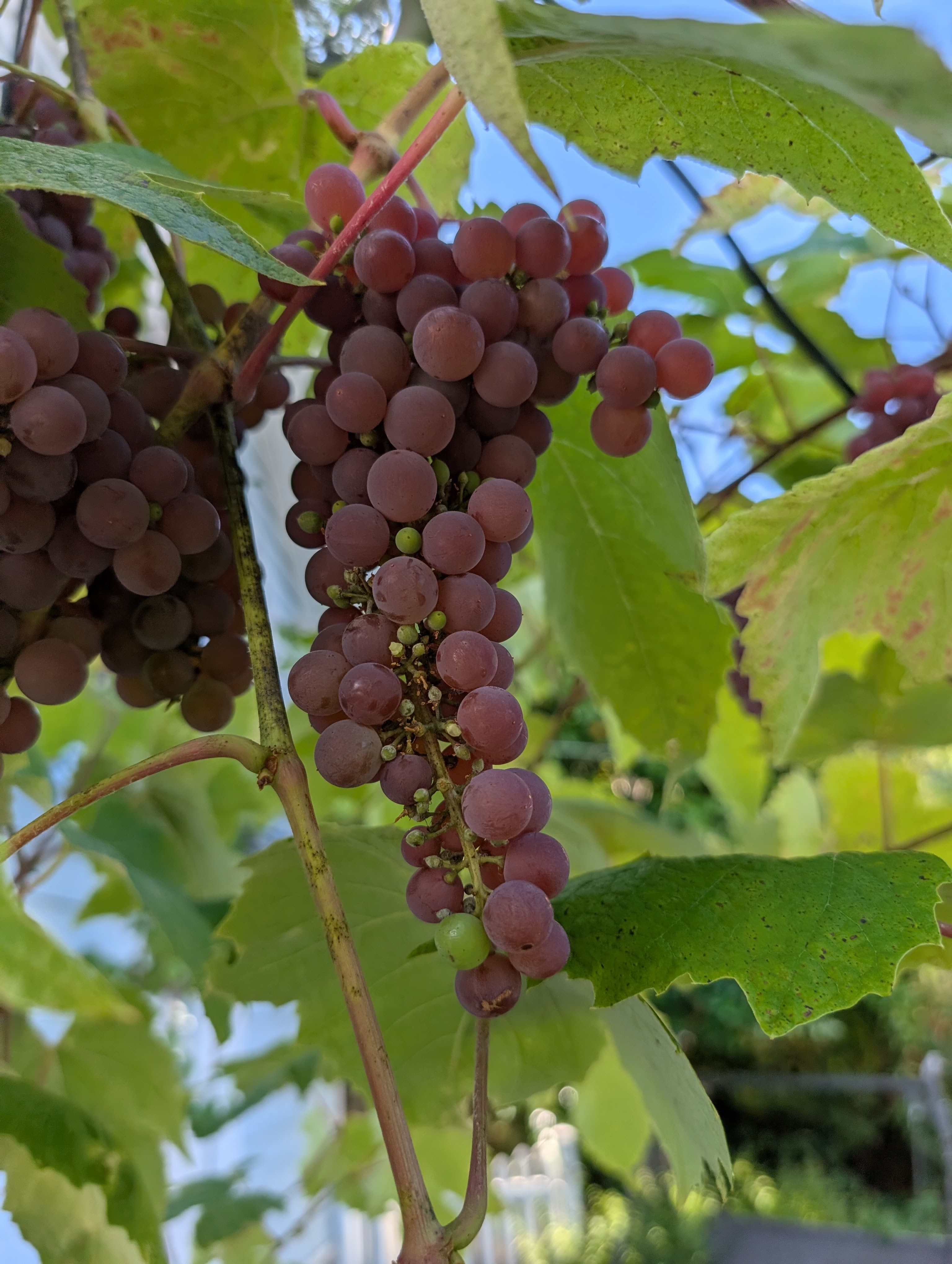 Grape