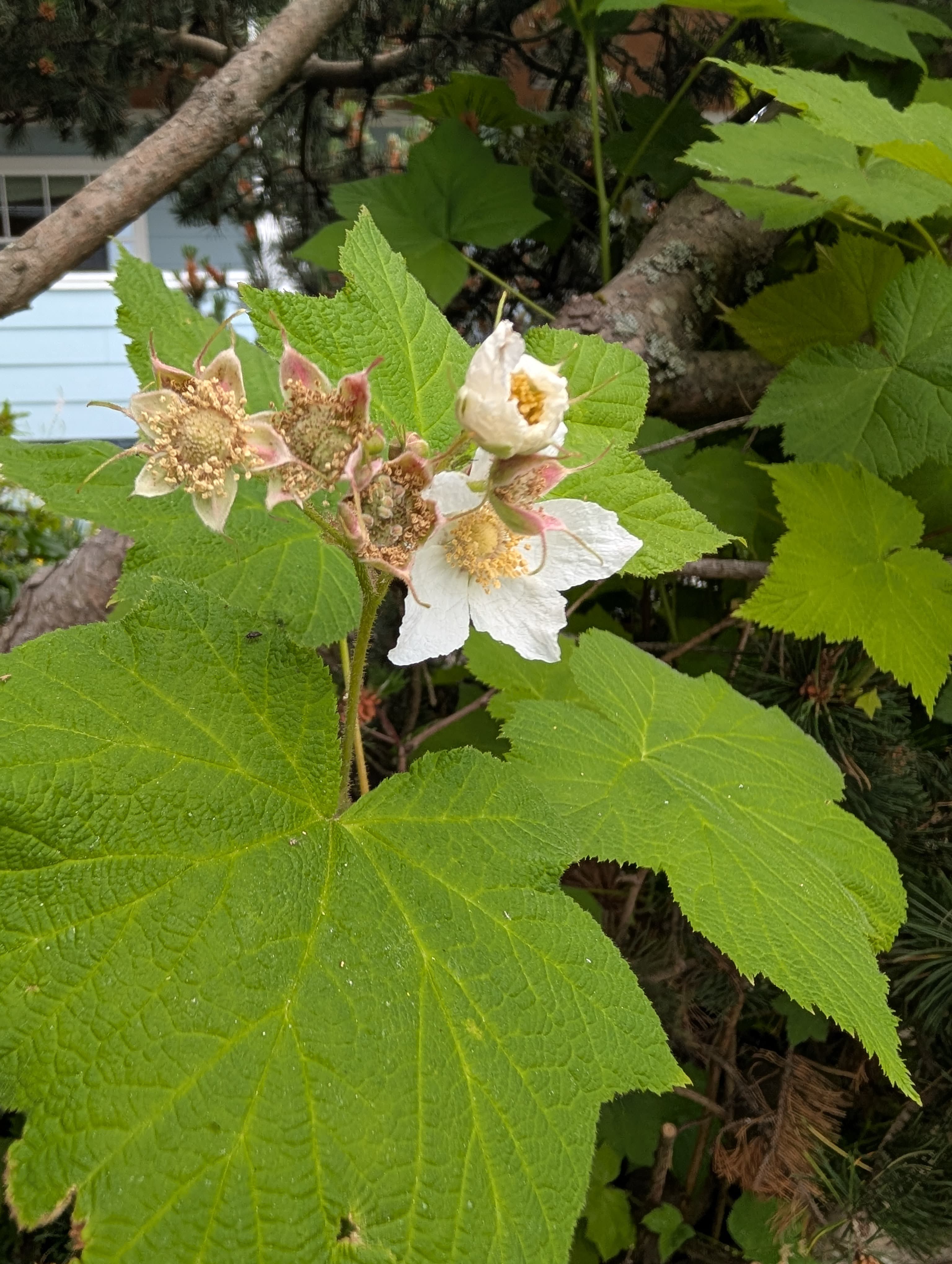 Full Bloom on Thimbleberry