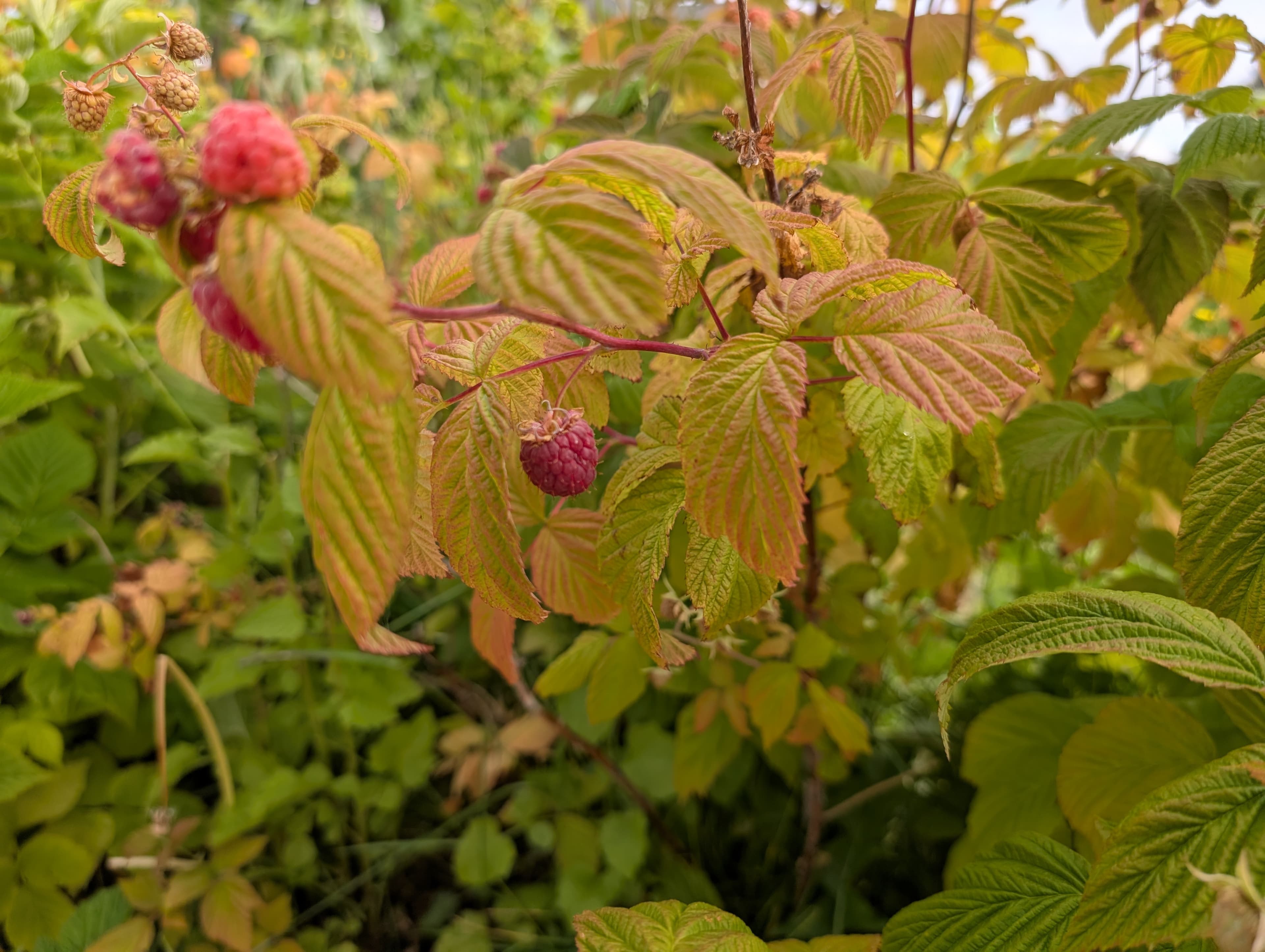 First Fruit on Raspberry patch