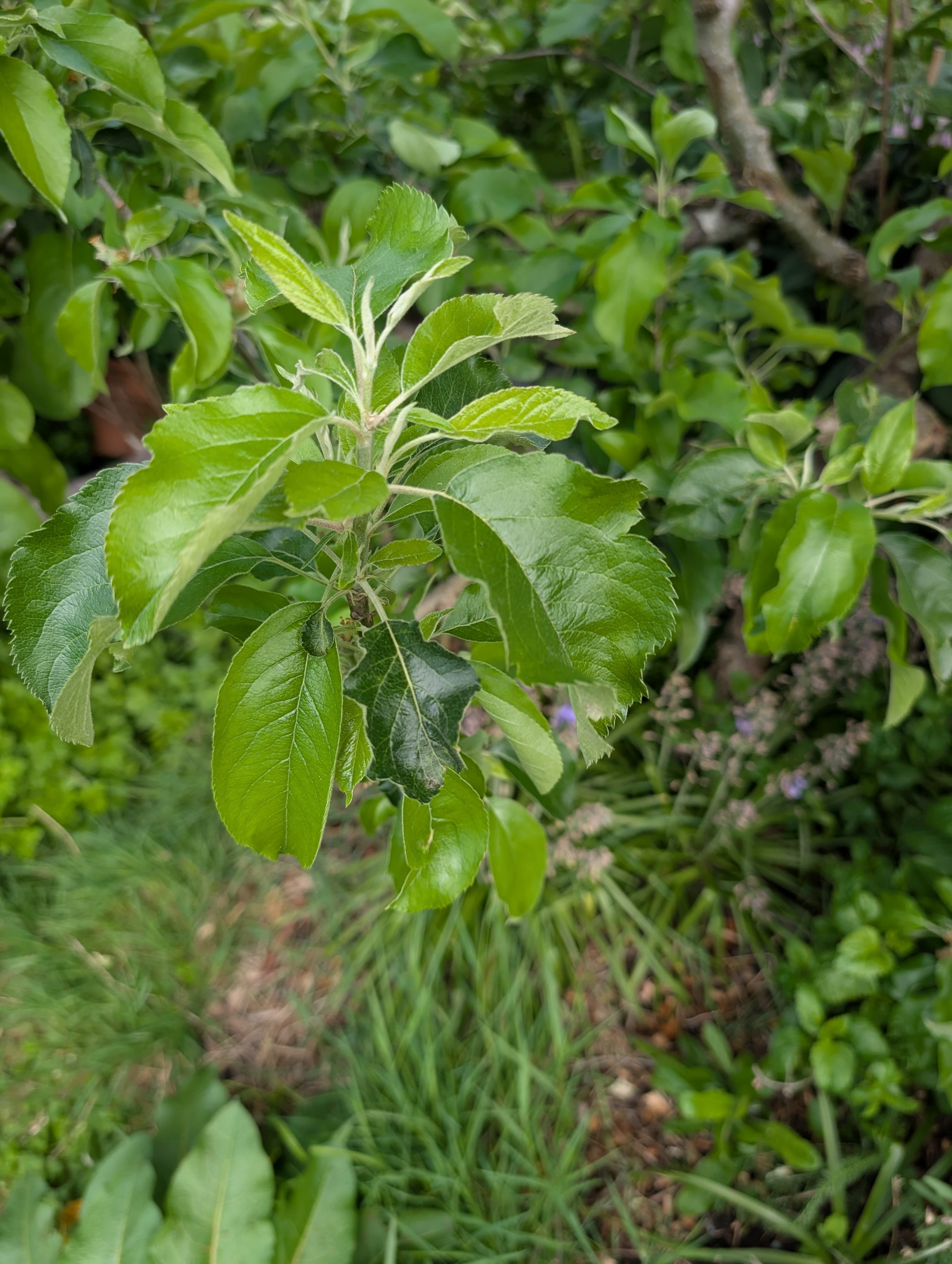 Media on Egremont Russet