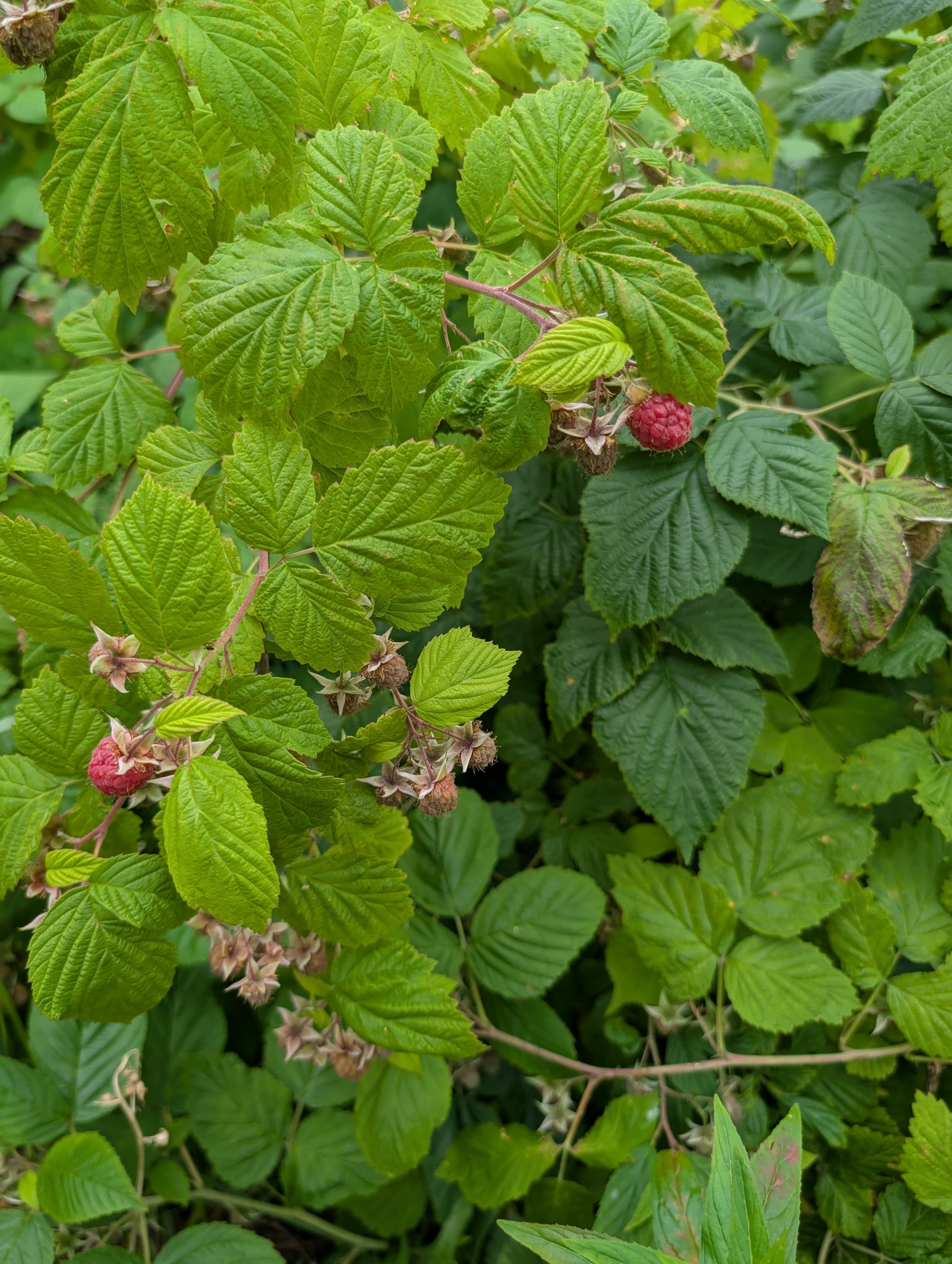 First Fruit on Raspberry Patch