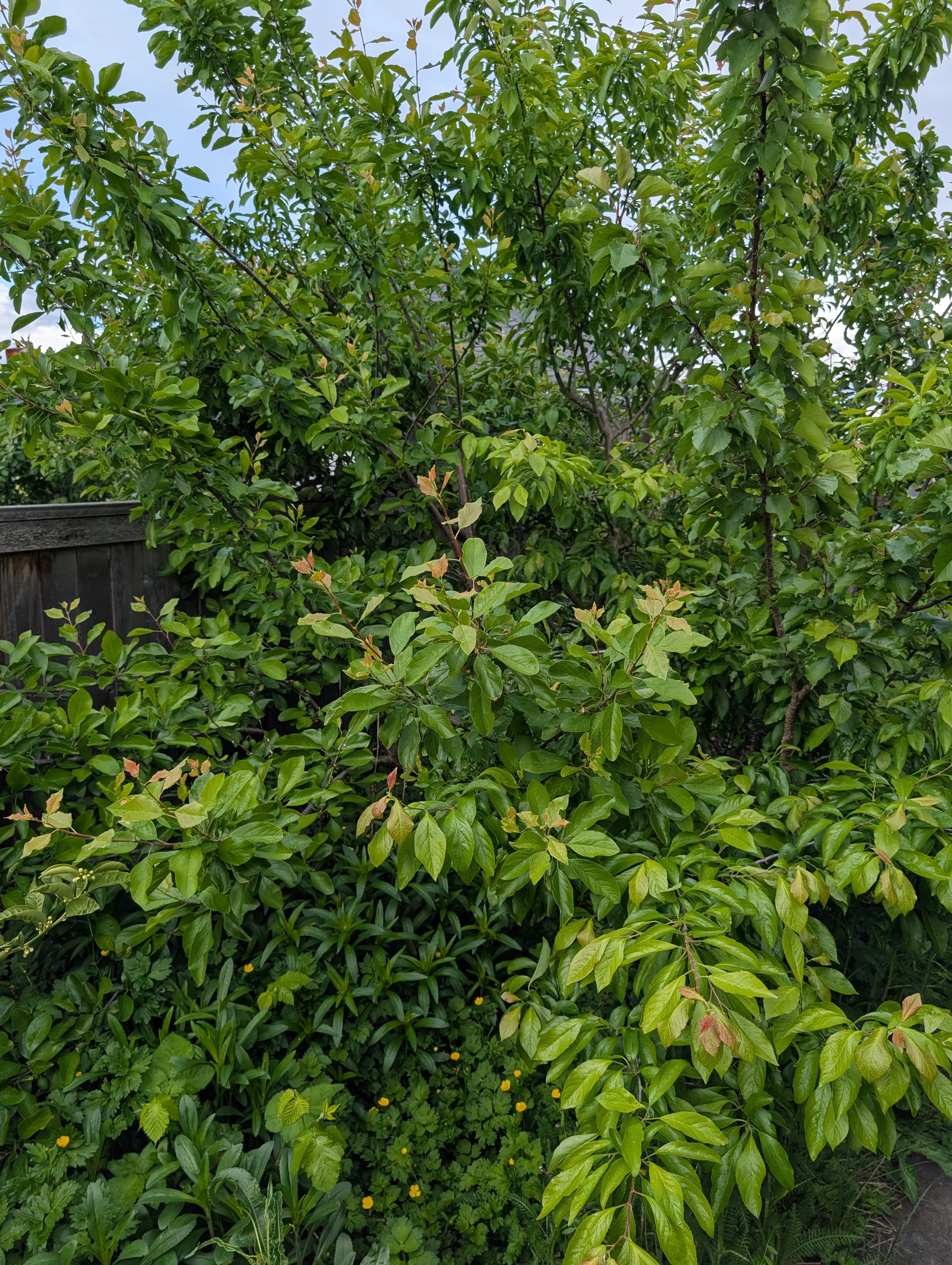 Media on Italian Prune