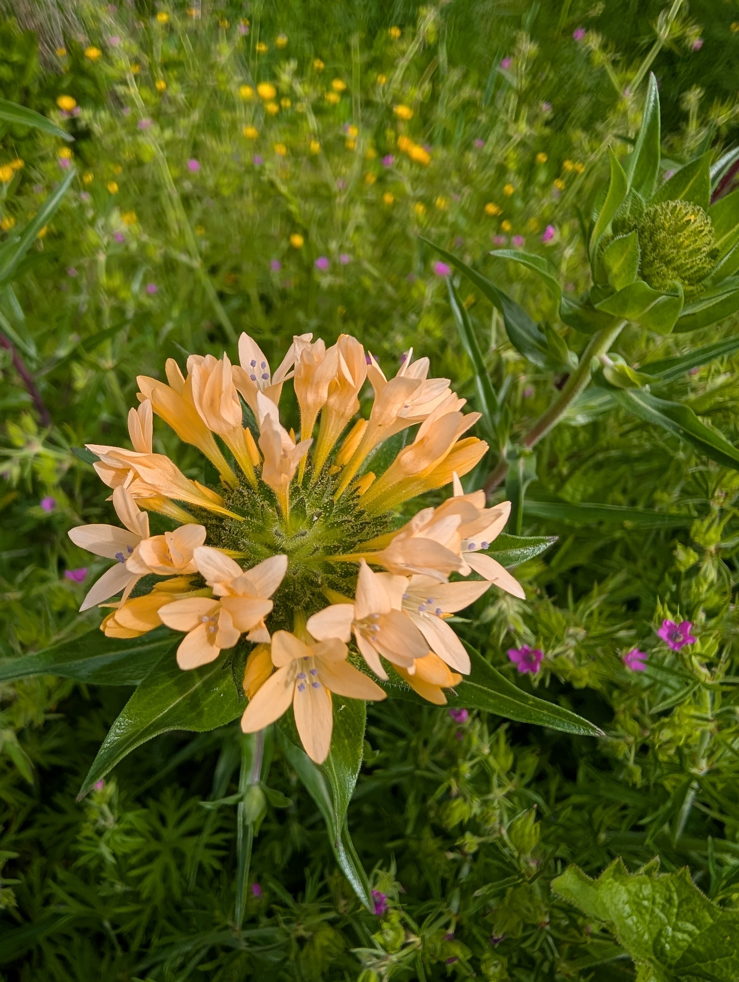 Grand Collomia